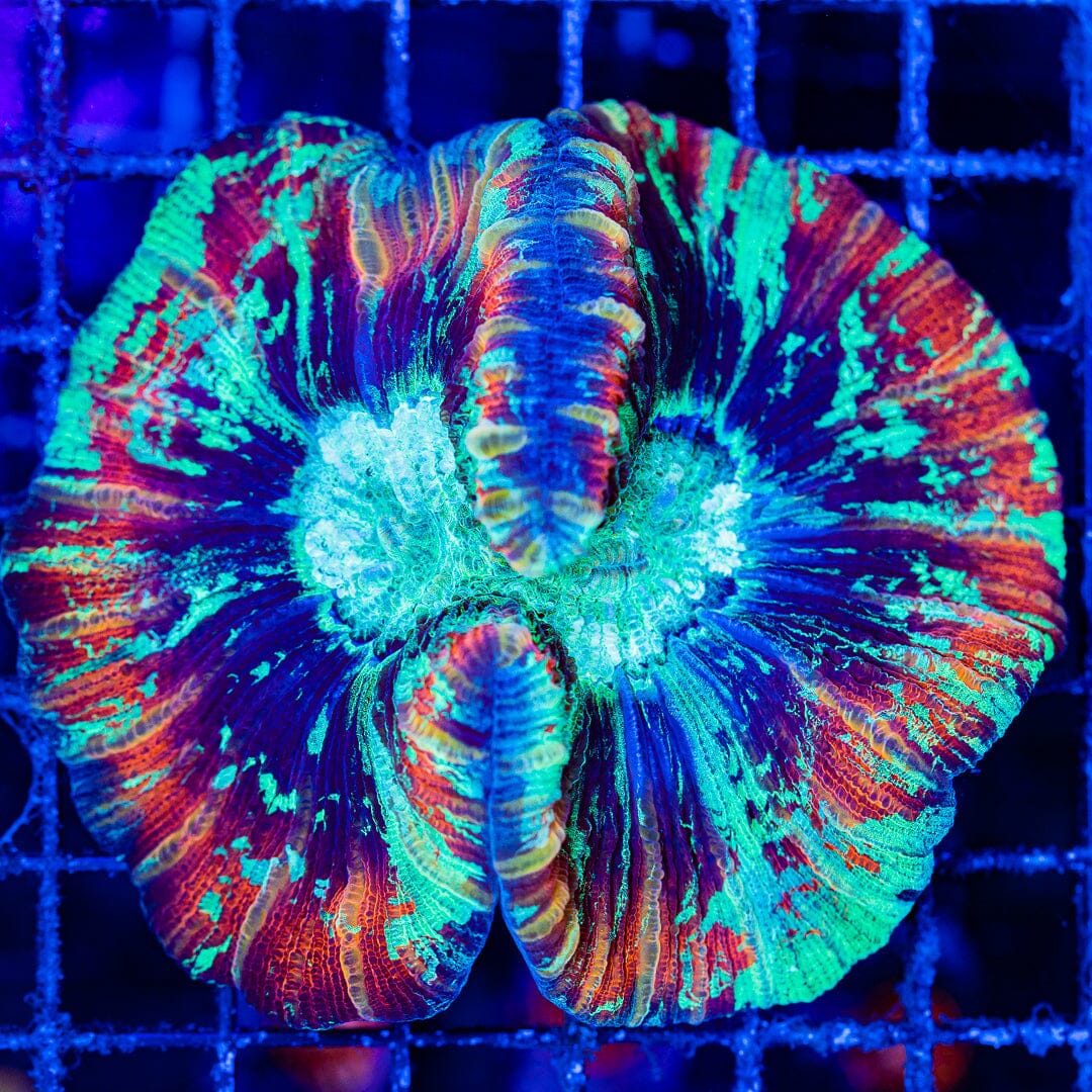 Rainbow Trachyphyllia - WYSIWYG Colony Reef Lounge Norco 