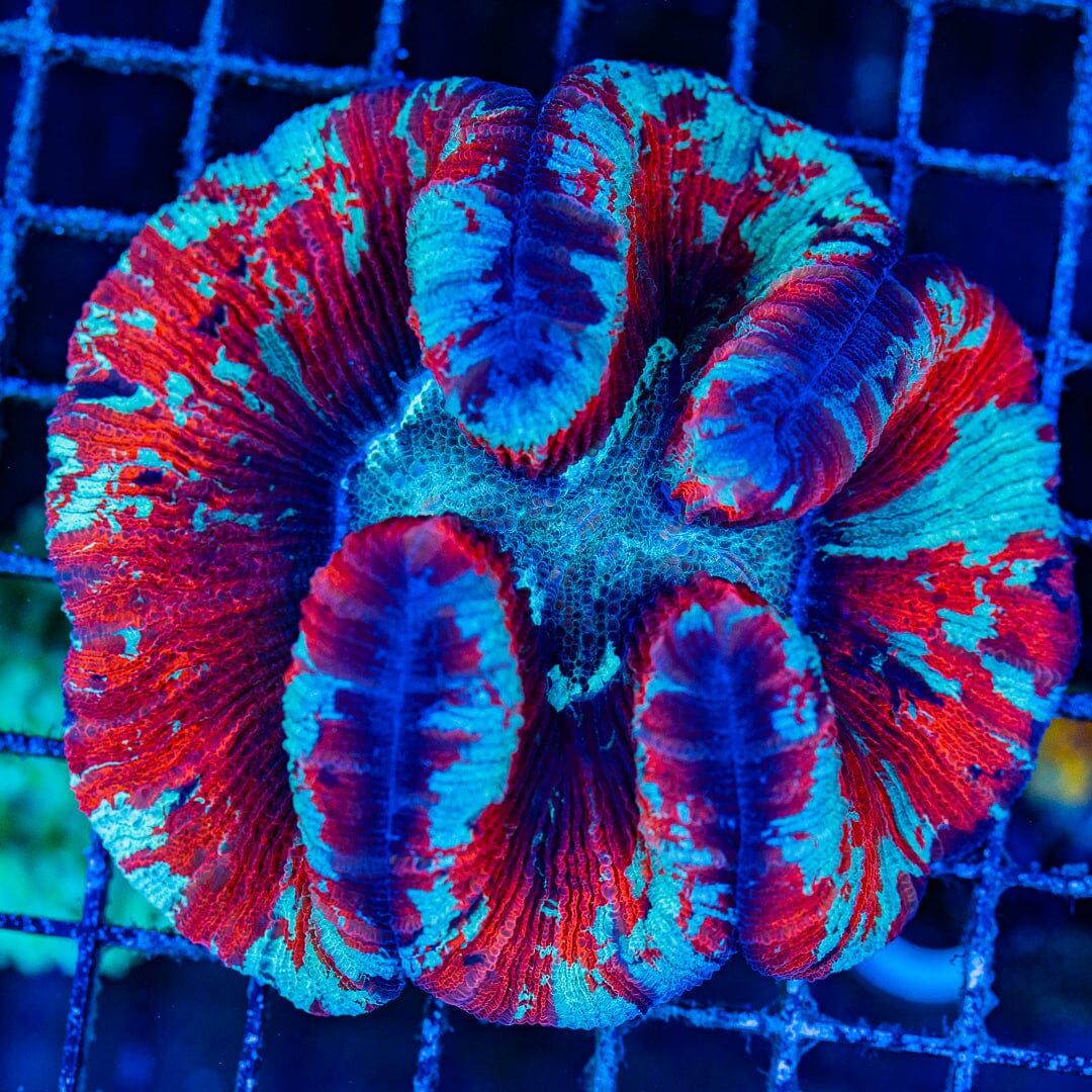 Rainbow Trachyphyllia - WYSIWYG Colony Reef Lounge Norco 