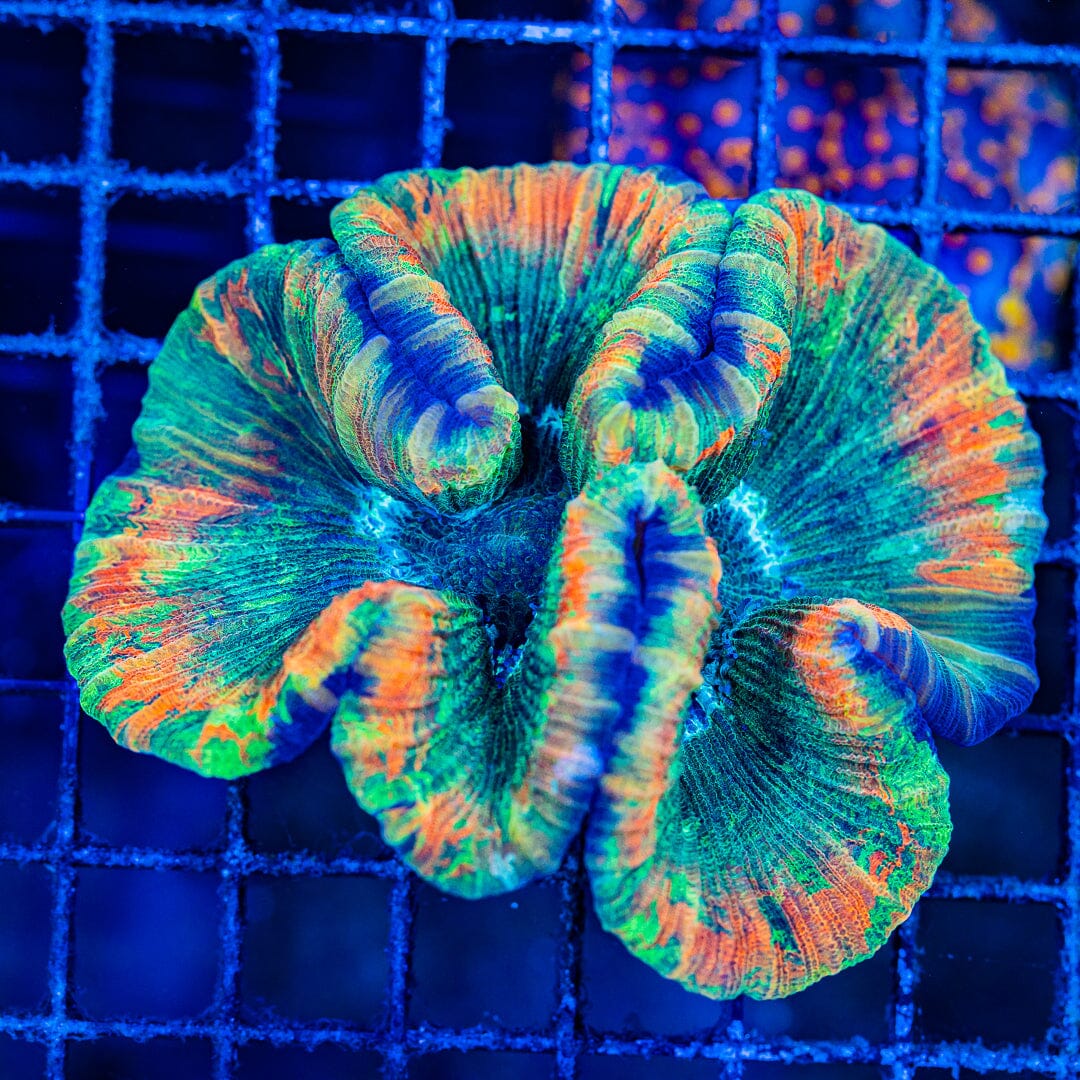 Rainbow Trachyphyllia - WYSIWYG Colony Reef Lounge Norco 