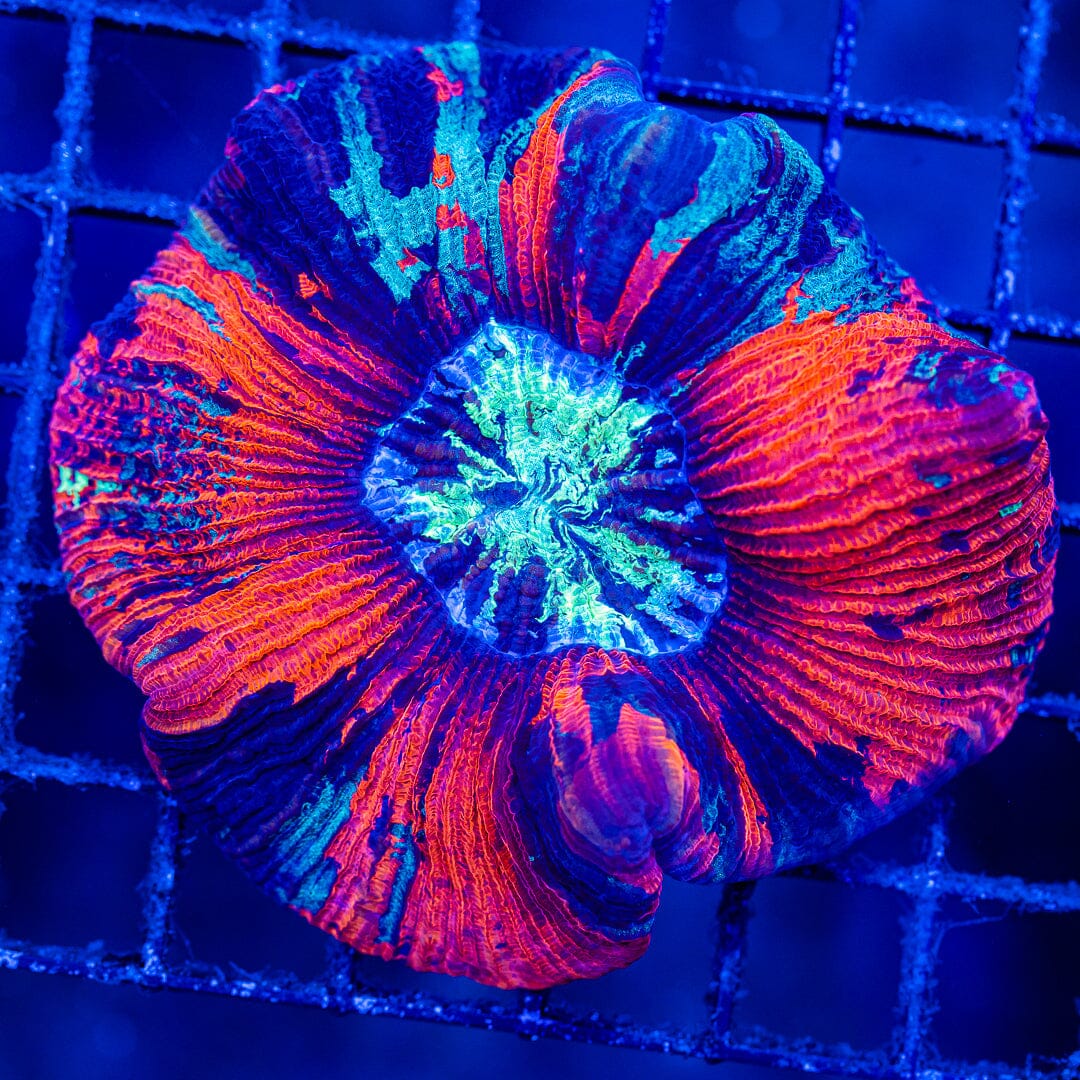 Rainbow Trachyphyllia - WYSIWYG Colony Reef Lounge Norco 