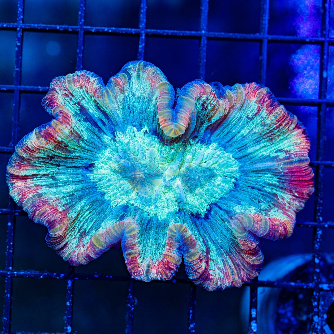 Rainbow Trachyphyllia - WYSIWYG Colony Reef Lounge Norco 