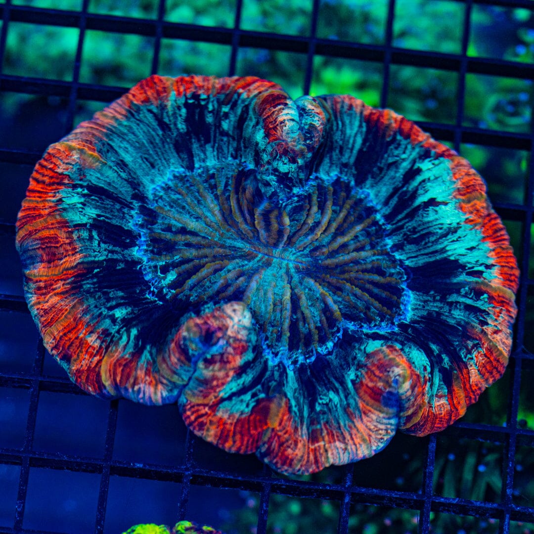 Rainbow Trachyphyllia - WYSIWYG Colony Reef Lounge Norco 