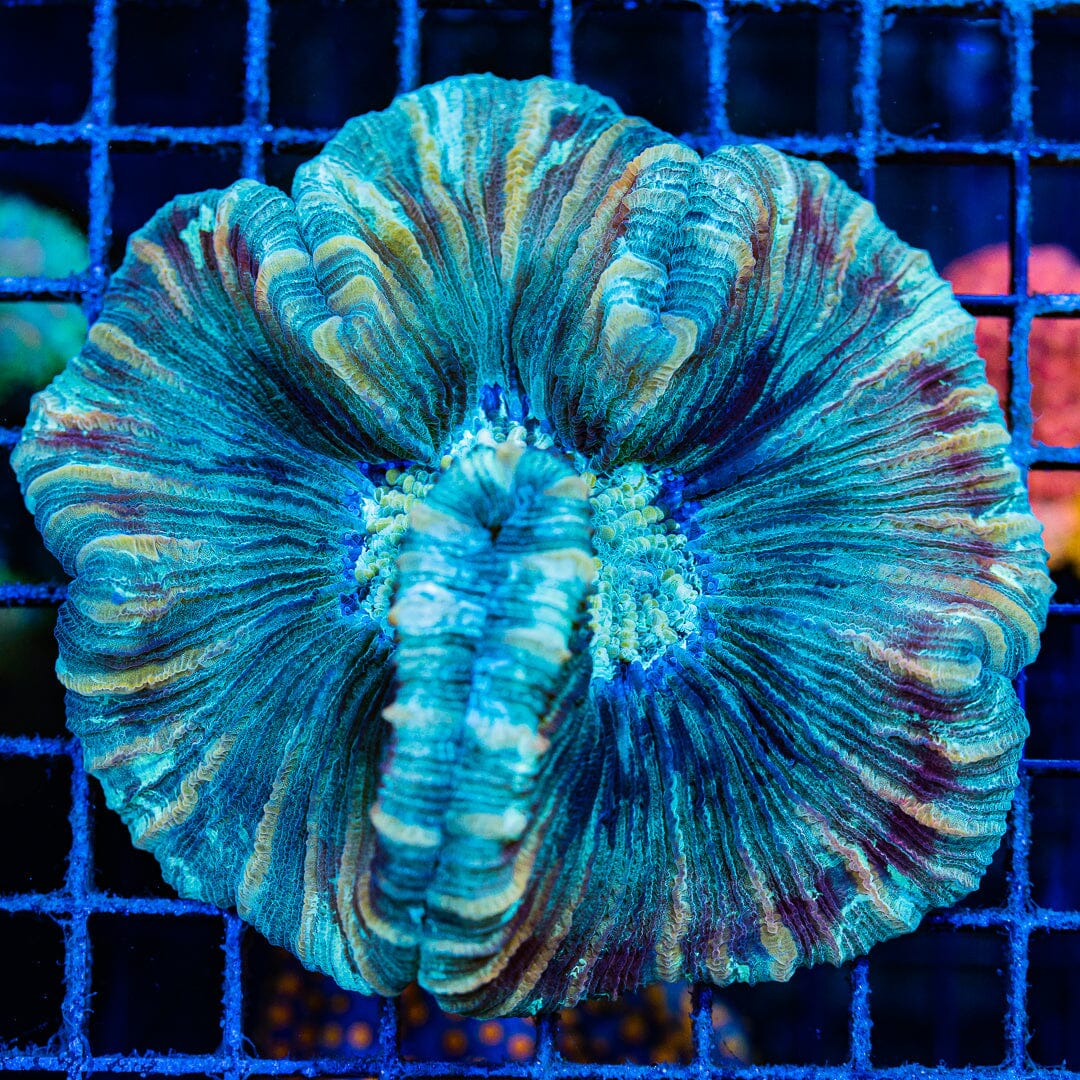 Rainbow Trachyphyllia - WYSIWYG Colony Reef Lounge Norco 