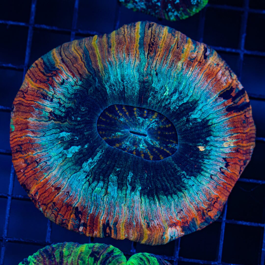 Rainbow Trachyphyllia - WYSIWYG Colony Reef Lounge Norco 