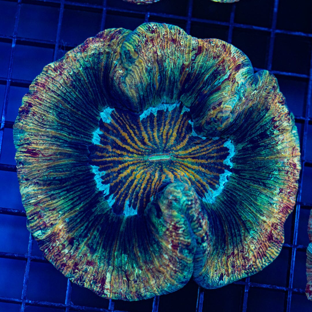 Rainbow Trachyphyllia - WYSIWYG Colony Reef Lounge Norco 