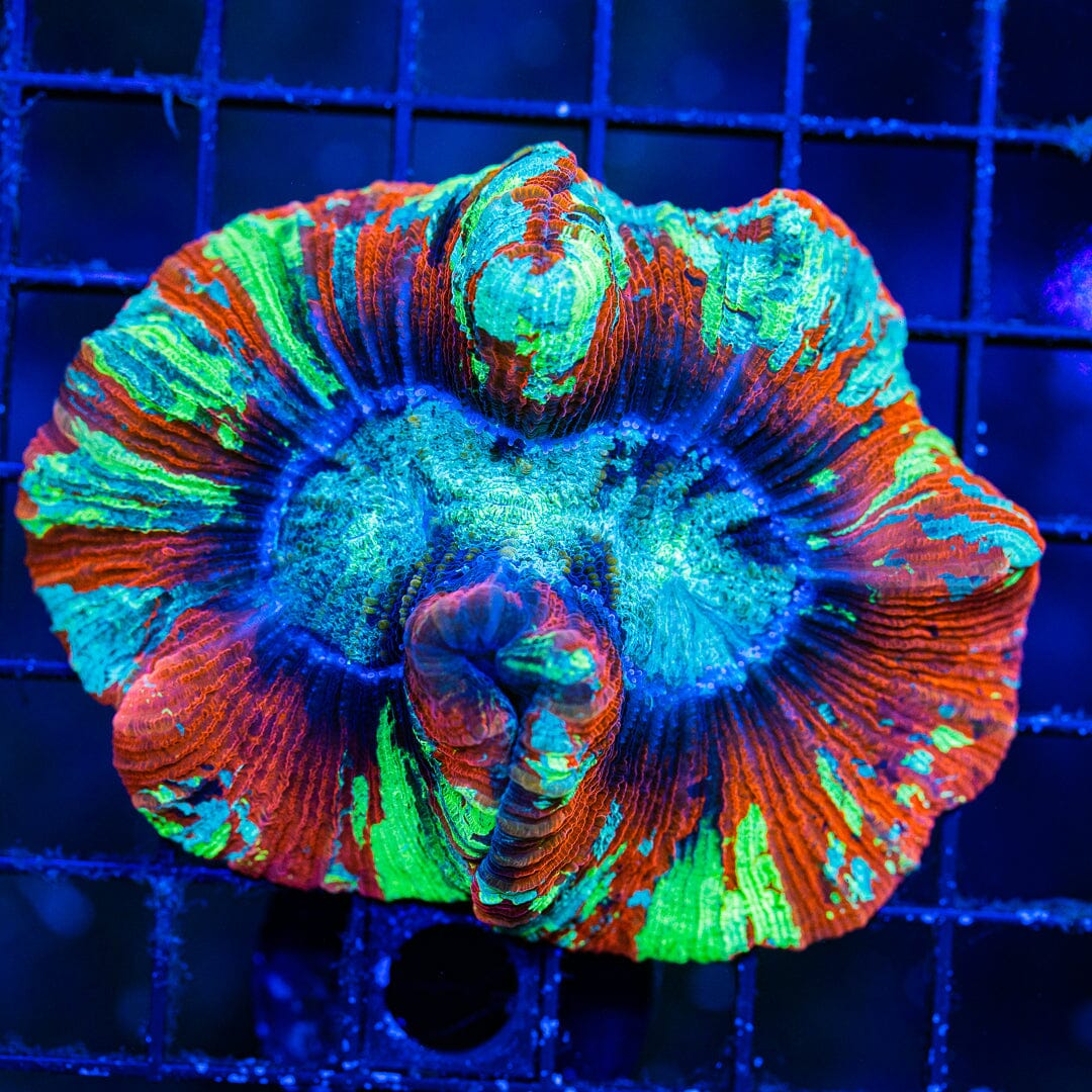 Rainbow Trachyphyllia - WYSIWYG Colony Reef Lounge Norco 