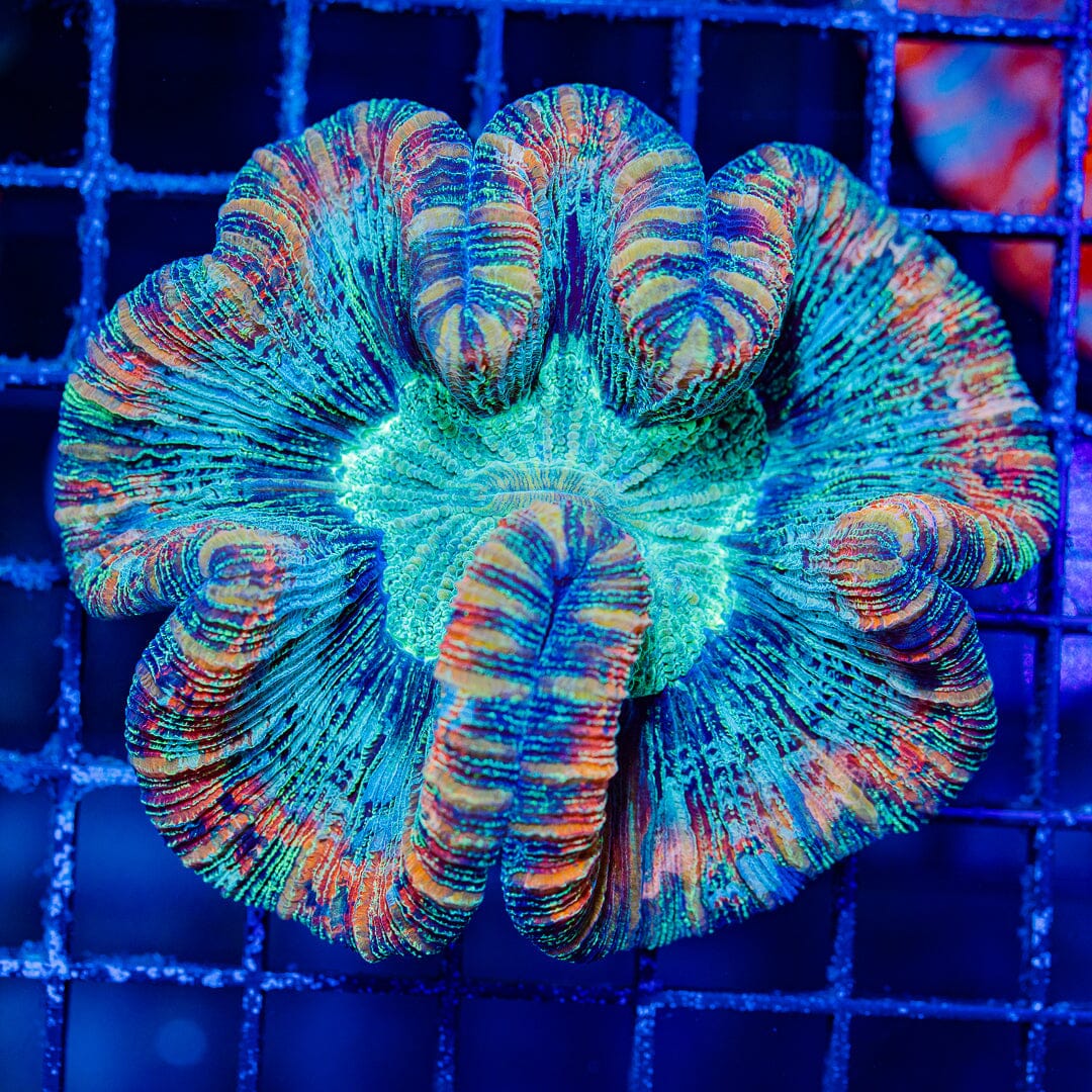 Rainbow Trachyphyllia - WYSIWYG Colony Reef Lounge Norco 