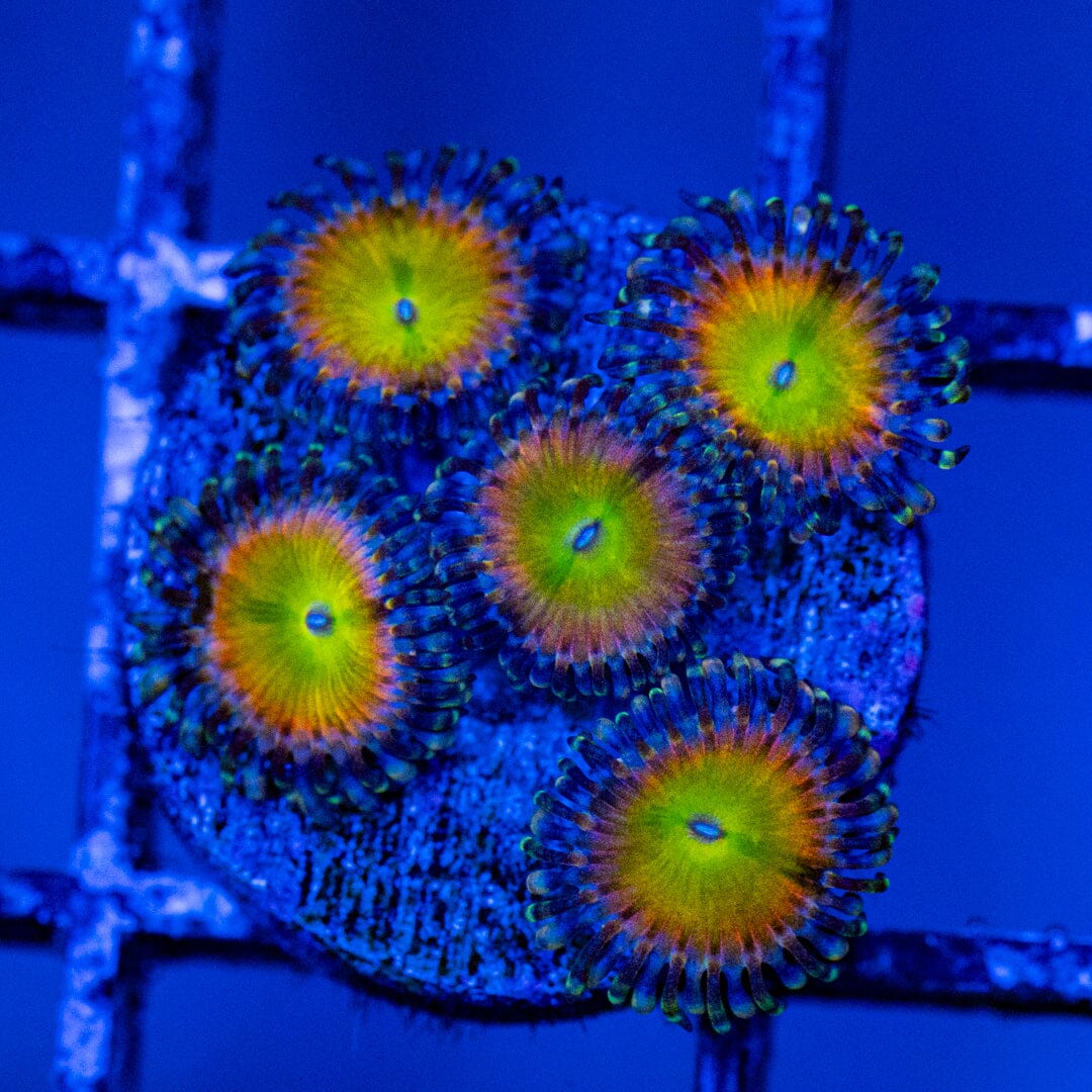 Rainbow Troll Mini Colony - WYSIWYG Zoa Reef Lounge USA 