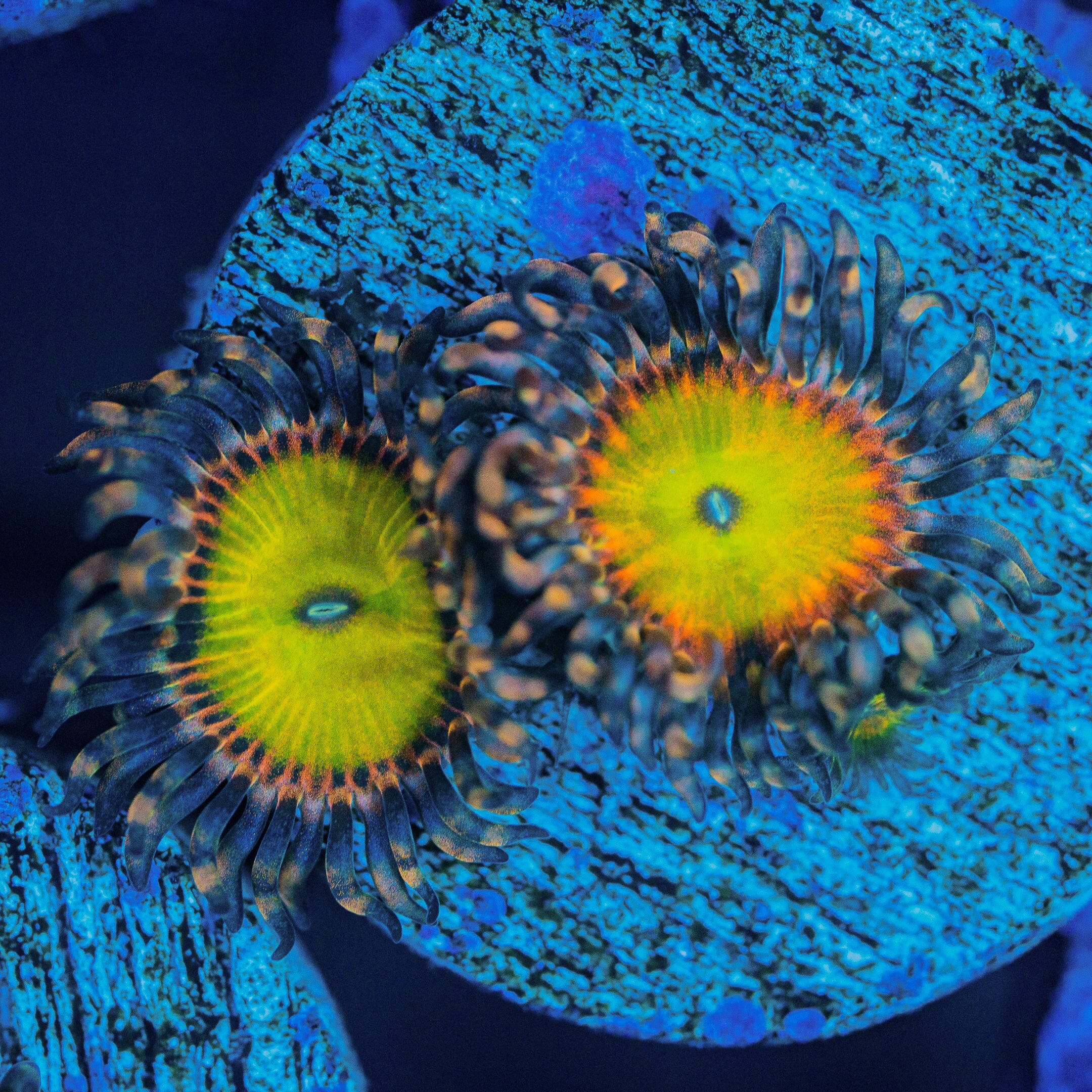 Rainbow Troll Zoanthids Zoa Reef Lounge USA 