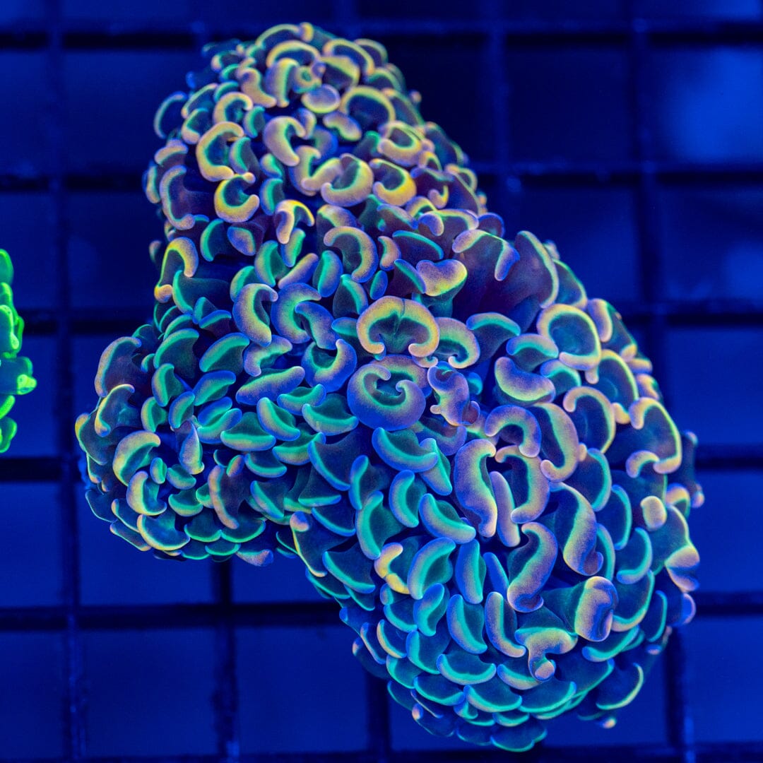 Rainbow Wall Hammer 1A - WYSIWYG Reef Lounge Coral 