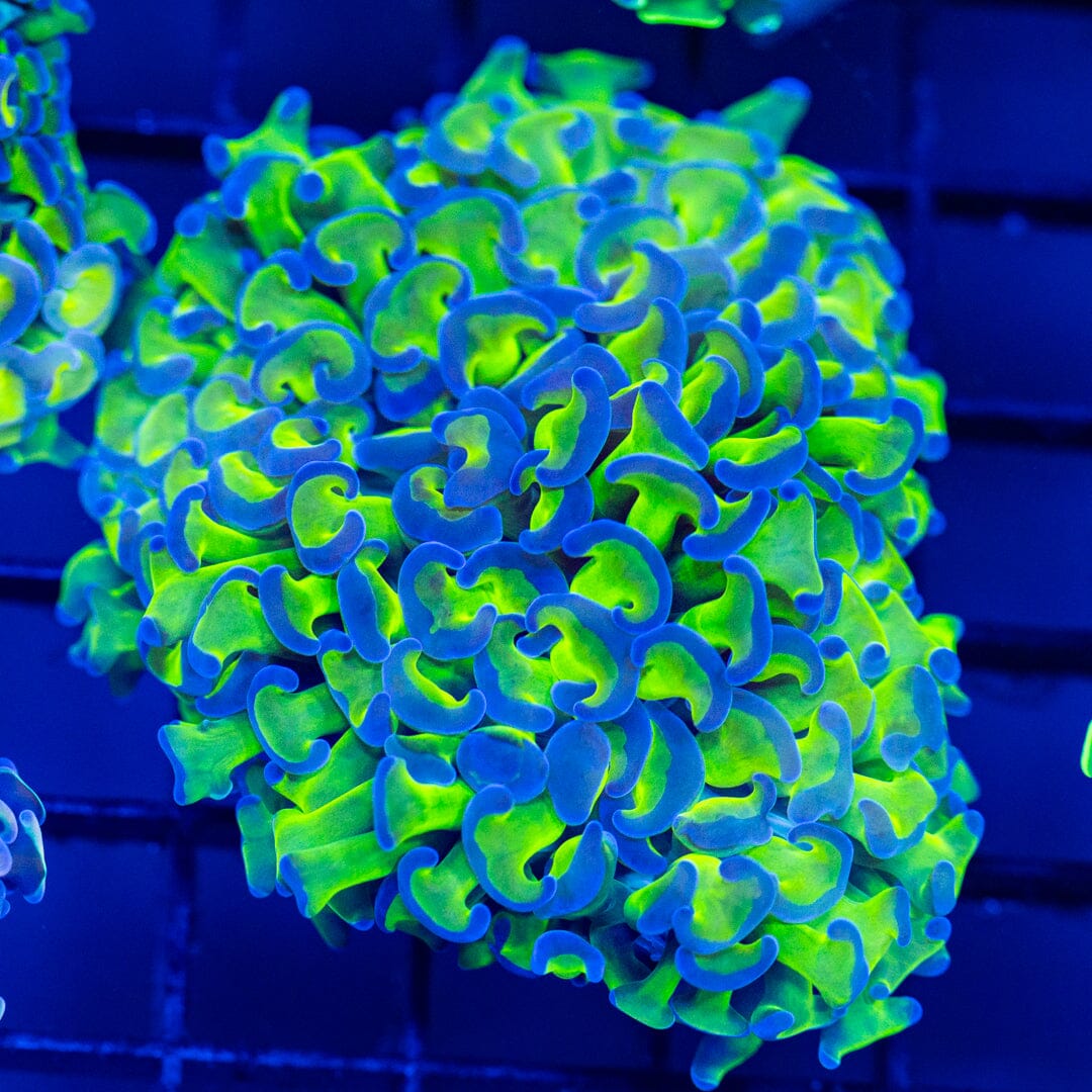 Rainbow Wall Hammer 3A - WYSIWYG Reef Lounge Coral 