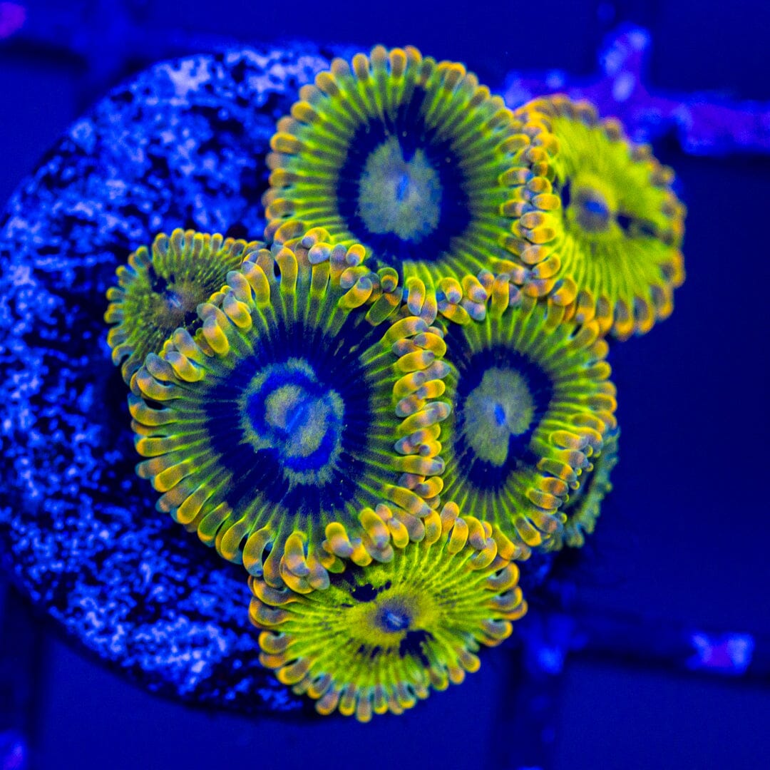 Rainbow Yoda - WYSIWYG Reef Lounge Norco 