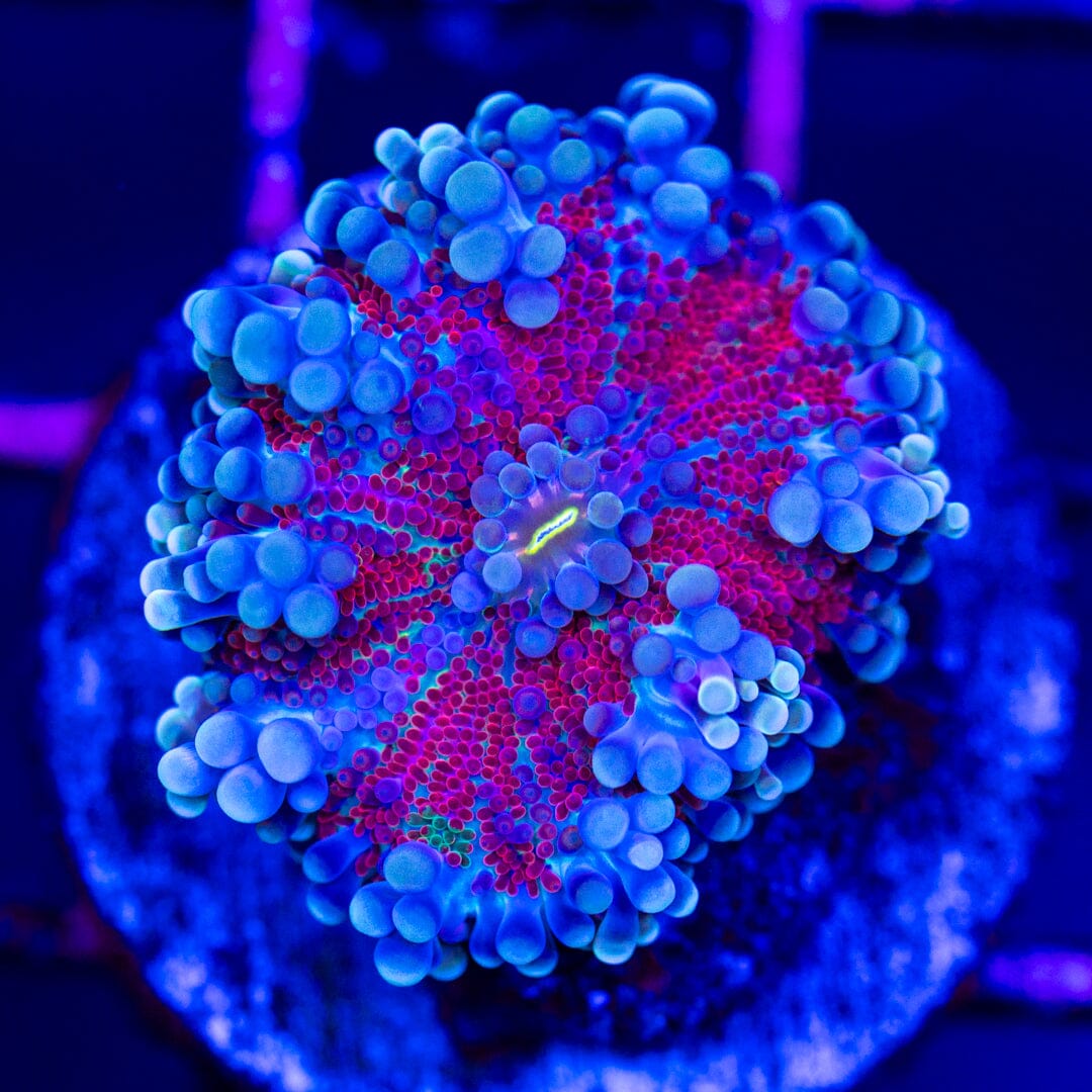 Rainbow Yuma 10A - WYSIWYG LPS Coral Reef Lounge USA 