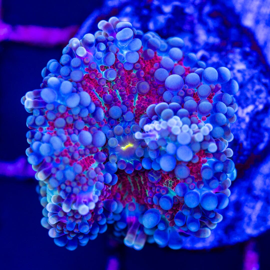 Rainbow Yuma 12A - WYSIWYG LPS Coral Reef Lounge USA 