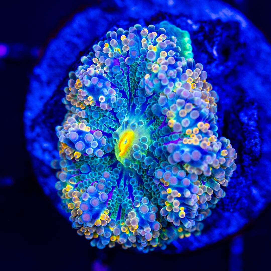 Rainbow Yuma 13A - WYSIWYG LPS Coral Reef Lounge USA 