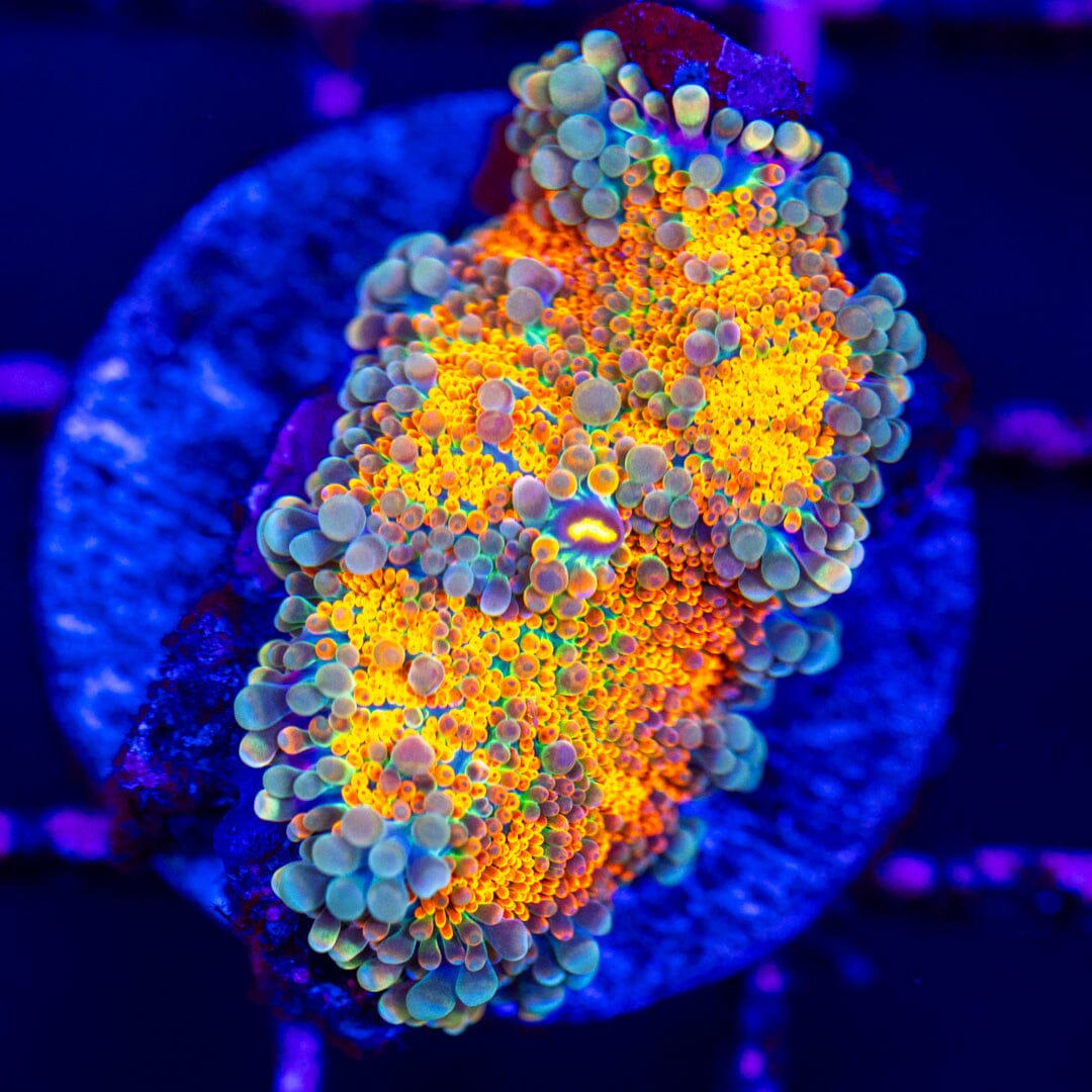 Rainbow Yuma 5A - WYSIWYG LPS Coral Reef Lounge USA 