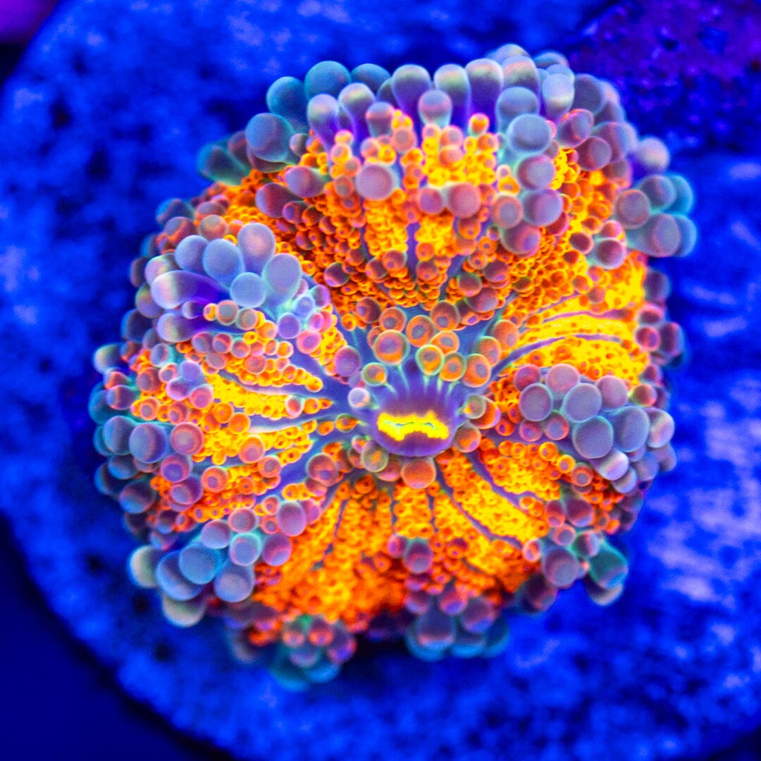 Rainbow Yuma 7A - WYSIWYG LPS Coral Reef Lounge USA 