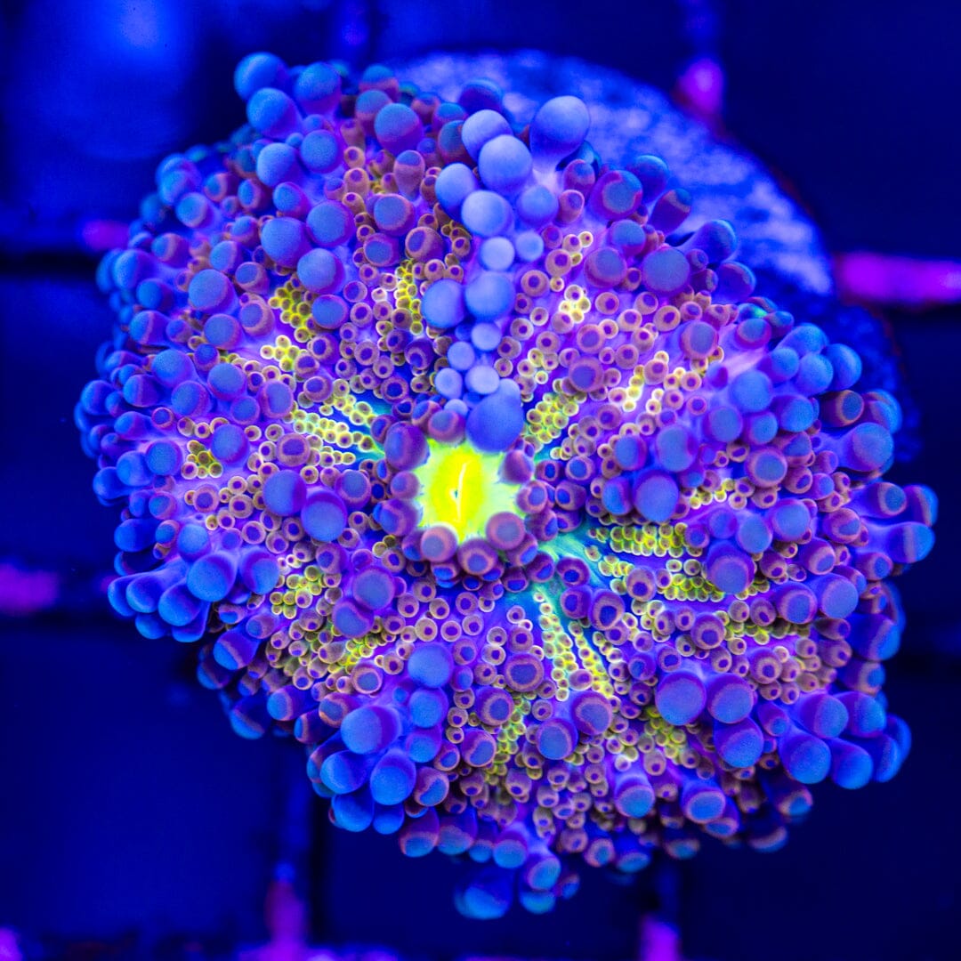 Rainbow Yuma 8A - WYSIWYG LPS Coral Reef Lounge USA 