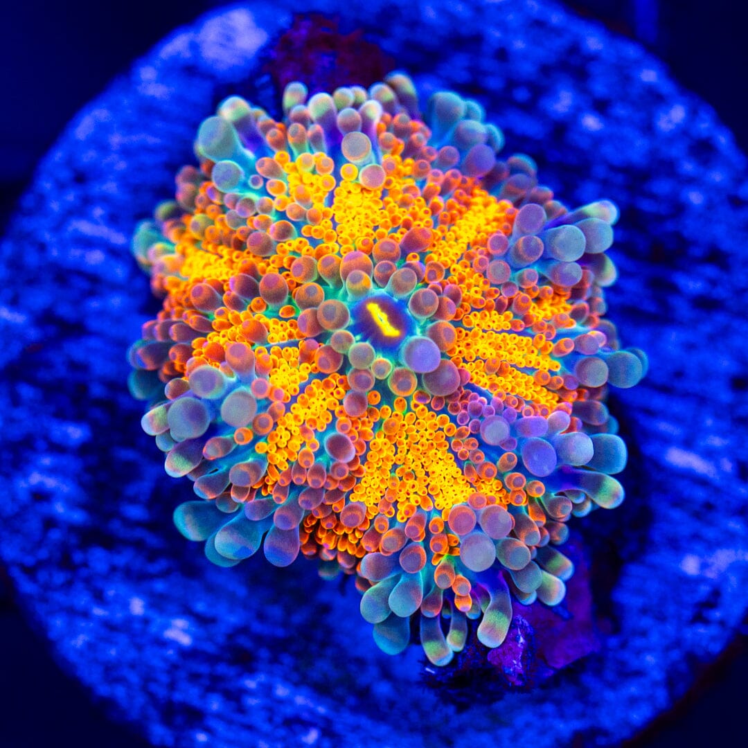 Rainbow Yuma 9A - WYSIWYG LPS Coral Reef Lounge USA 