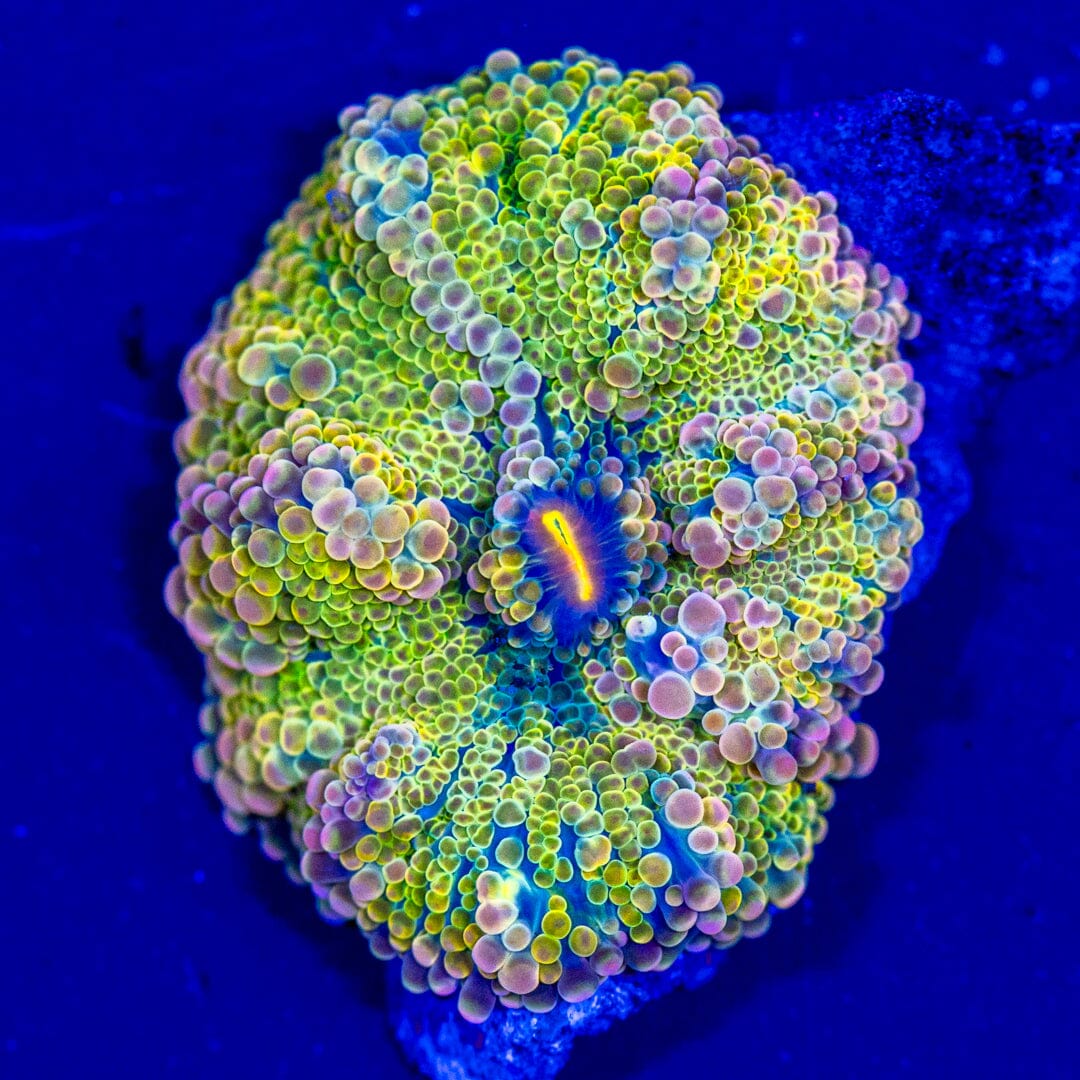 Rainbow Yuma Mushroom 10A - WYSIWYG LPS Coral Reef Lounge USA 