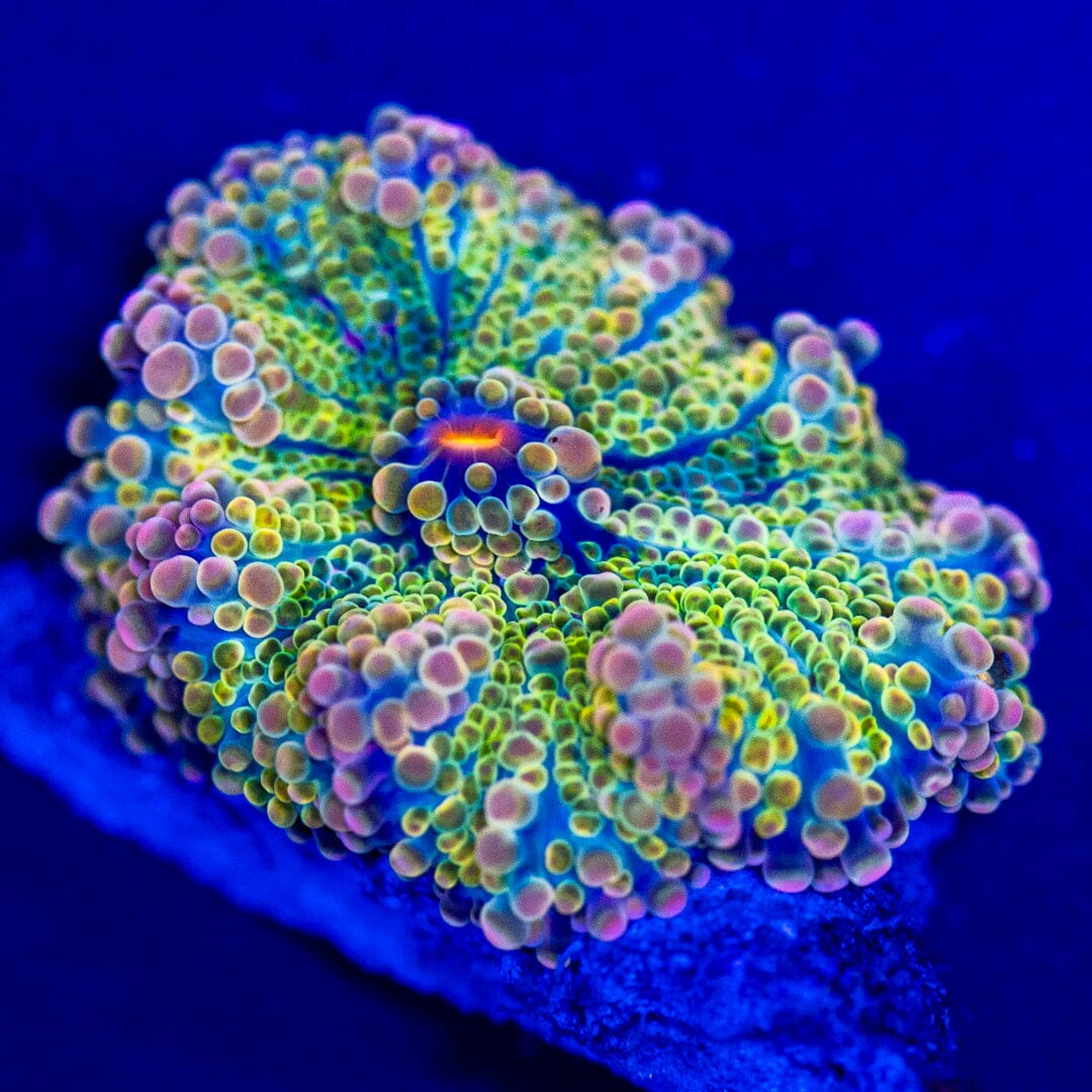 Rainbow Yuma Mushroom 14A - WYSIWYG LPS Coral Reef Lounge USA 