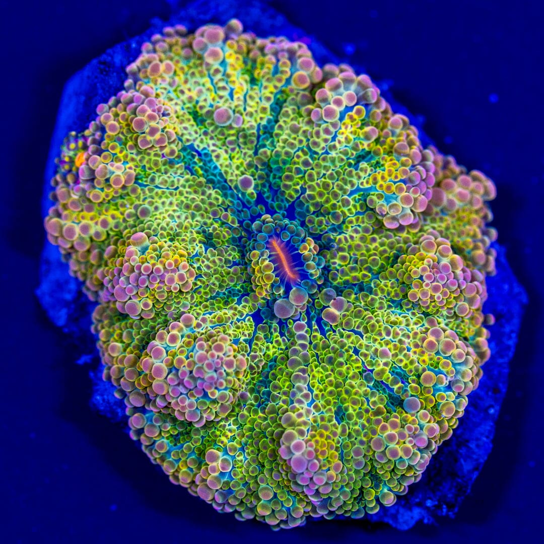 Rainbow Yuma Mushroom 1A - WYSIWYG