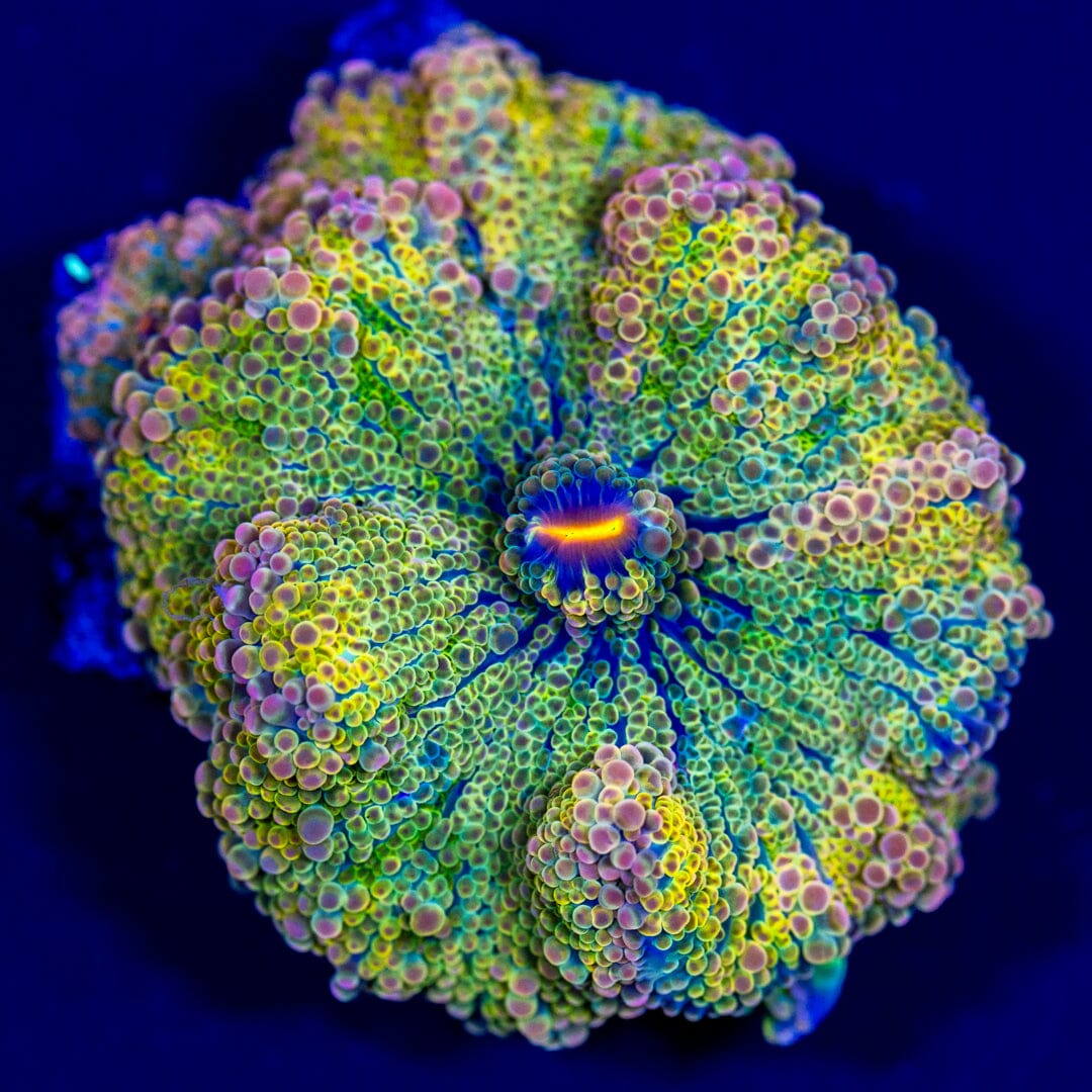 Rainbow Yuma Mushroom 2A - WYSIWYG LPS Coral Reef Lounge USA 