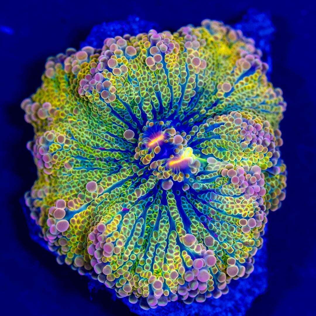 Rainbow Yuma Mushroom 4A - WYSIWYG LPS Coral Reef Lounge USA 