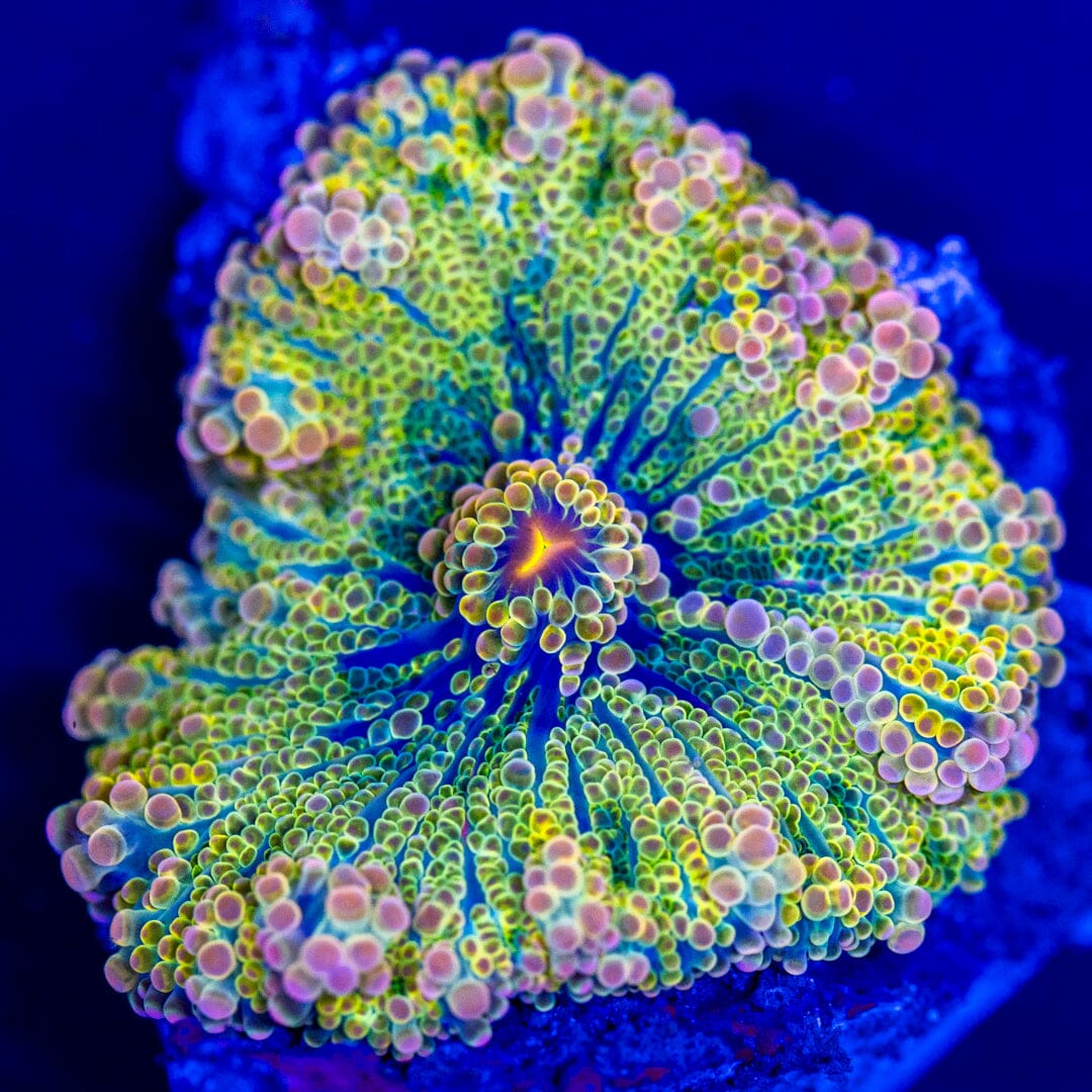 Rainbow Yuma Mushroom 5A - WYSIWYG LPS Coral Reef Lounge USA 