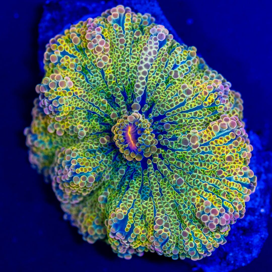 Rainbow Yuma Mushroom 6A - WYSIWYG LPS Coral Reef Lounge USA 