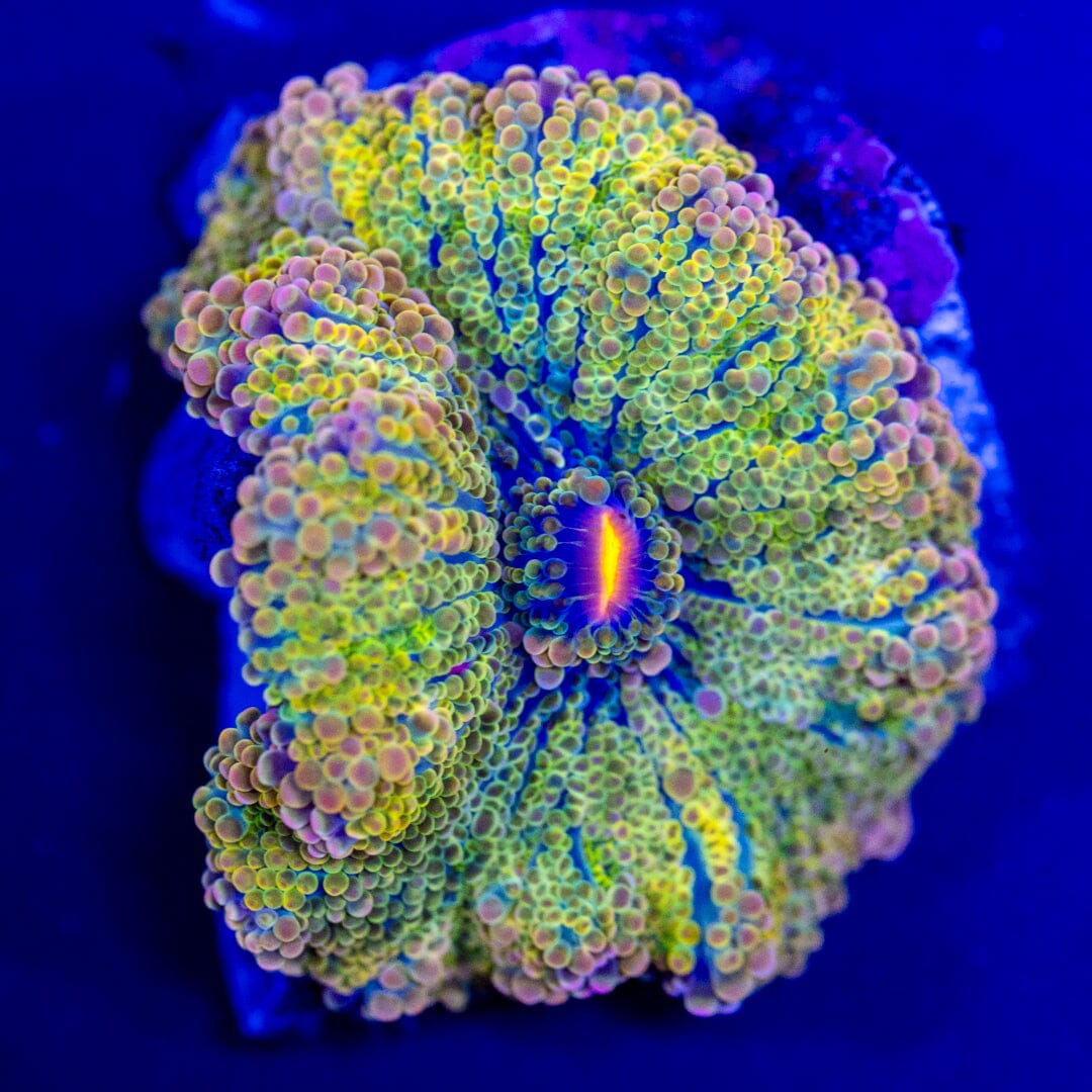 Rainbow Yuma Mushroom 7A - WYSIWYG LPS Coral Reef Lounge USA 