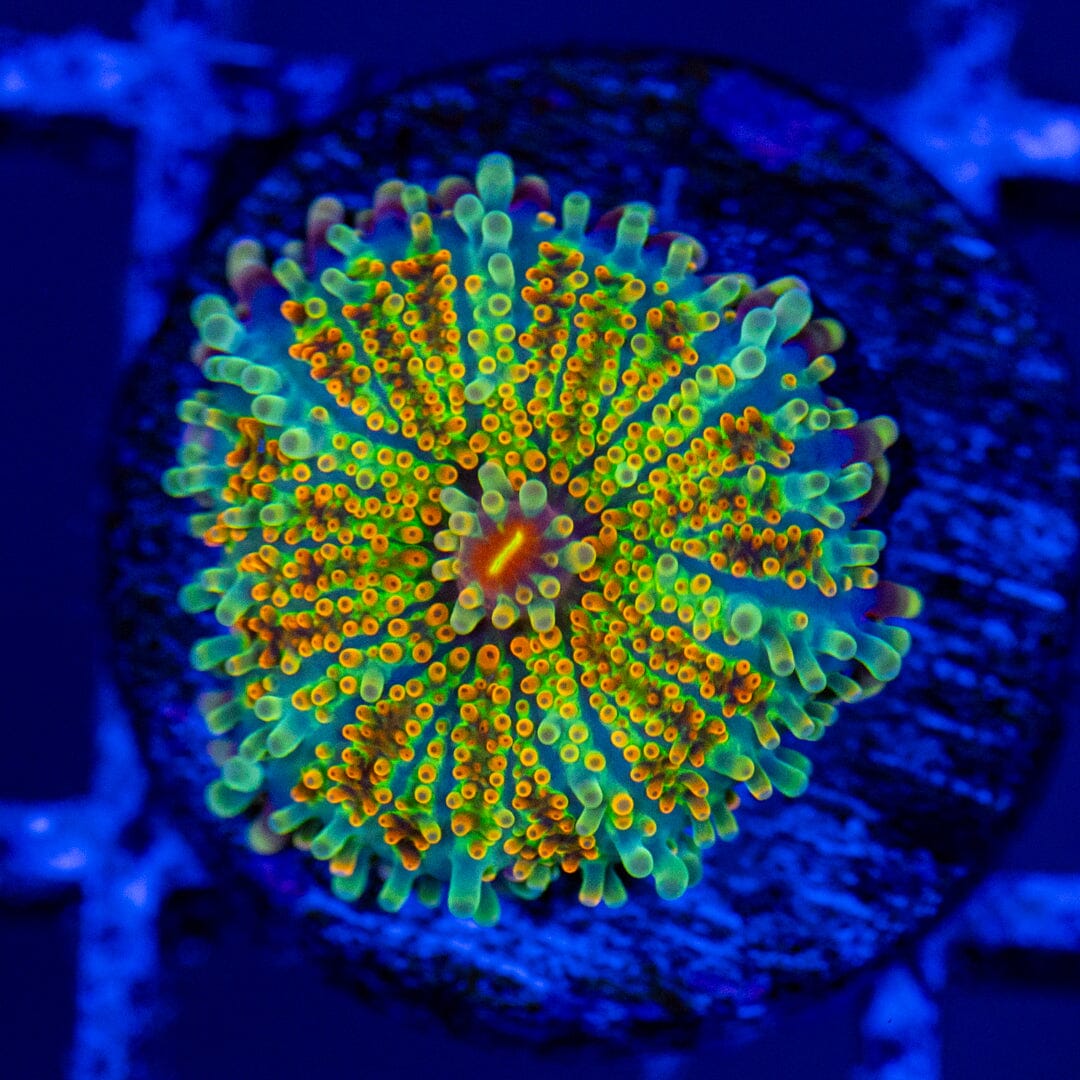 Rainbow Yuma Mushroom - WYSIWYG Zoa Reef Lounge USA 