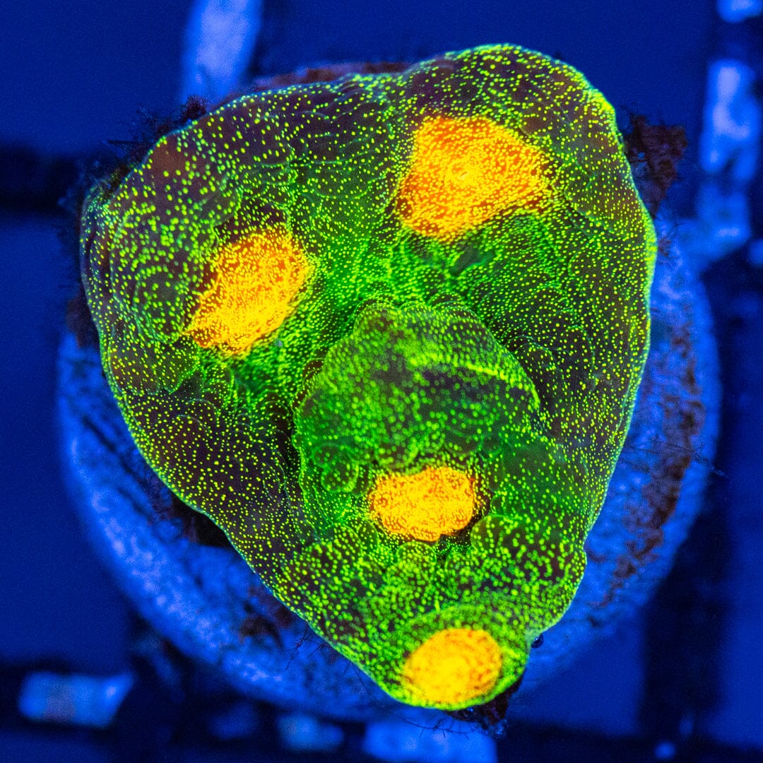 Raja Rampage Chalice 1A - WYSIWYG Reef Lounge Coral 