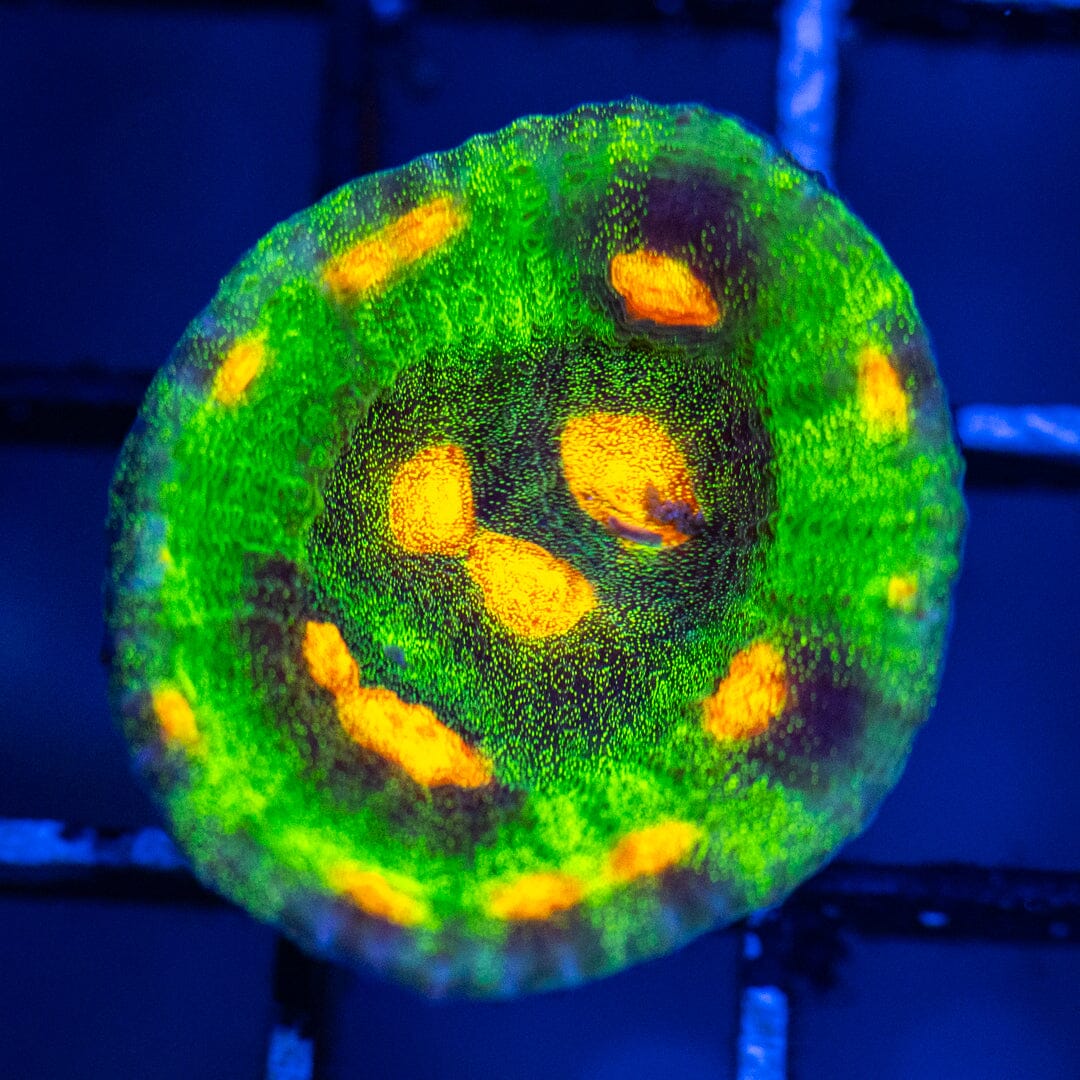 Raja Rampage Chalice Chalice Reef Lounge USA 