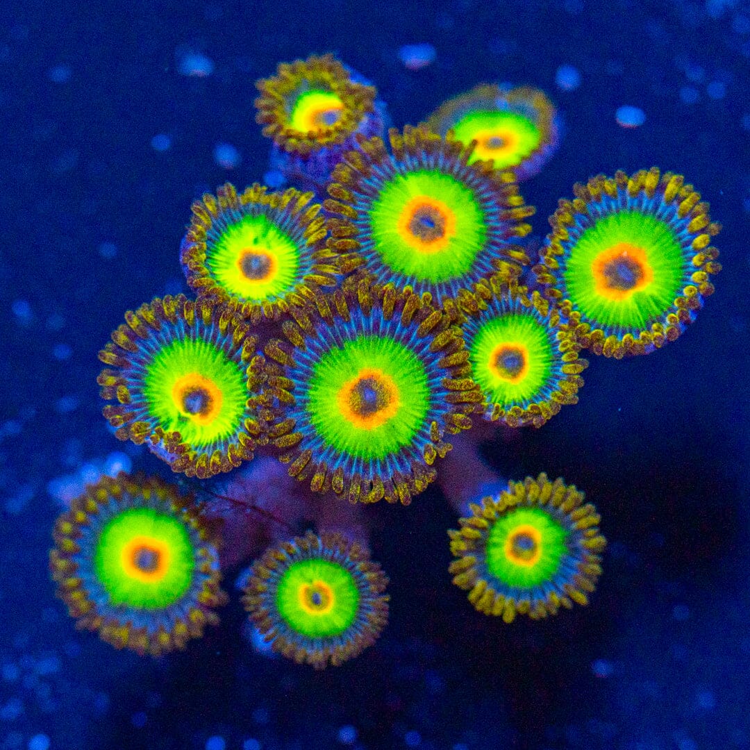 Rasta Zoa Frag - WYSIWYG Reef Lounge Norco 