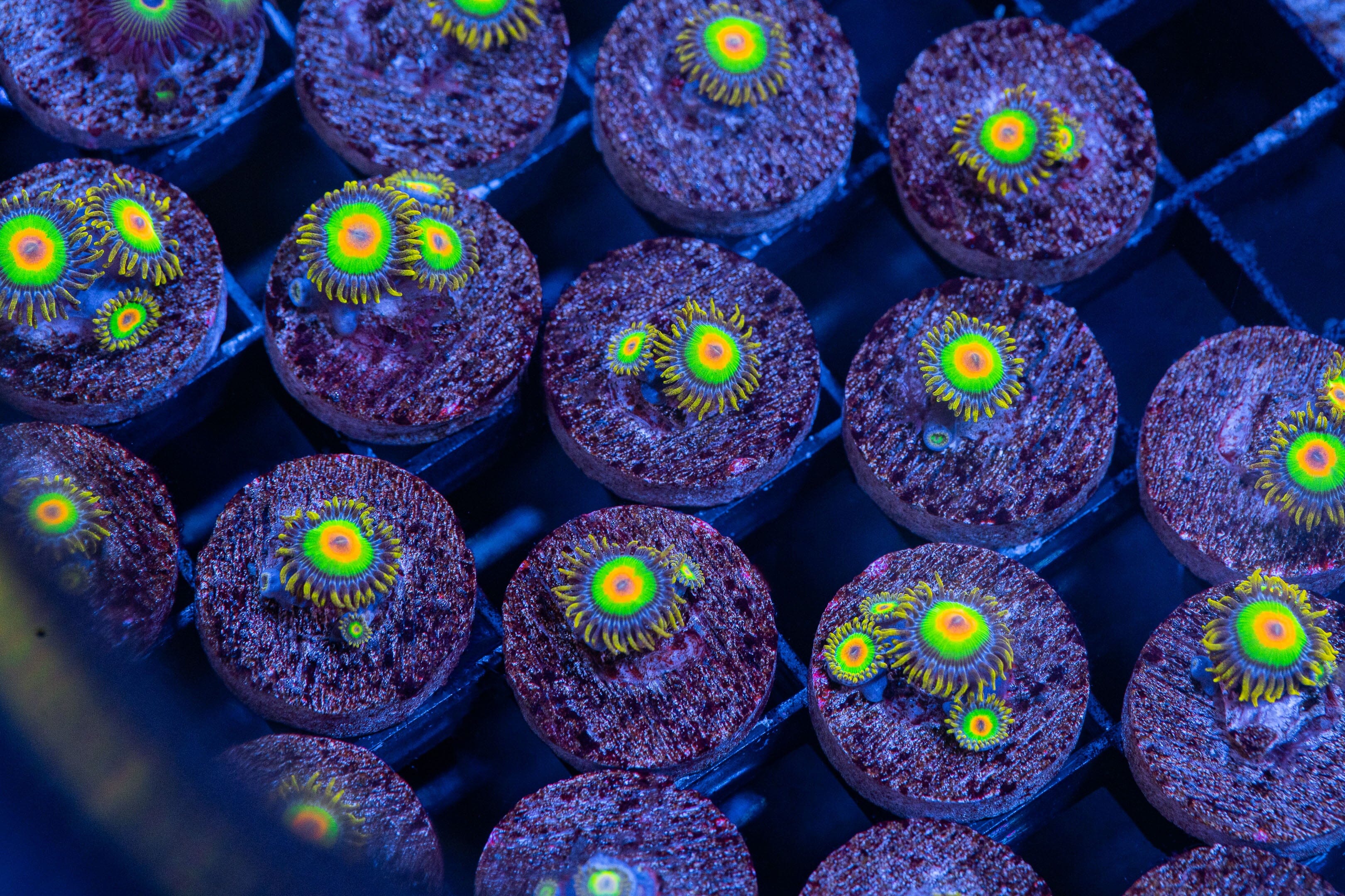 Rasta Zoanthids Soft Coral Reef Lounge USA 