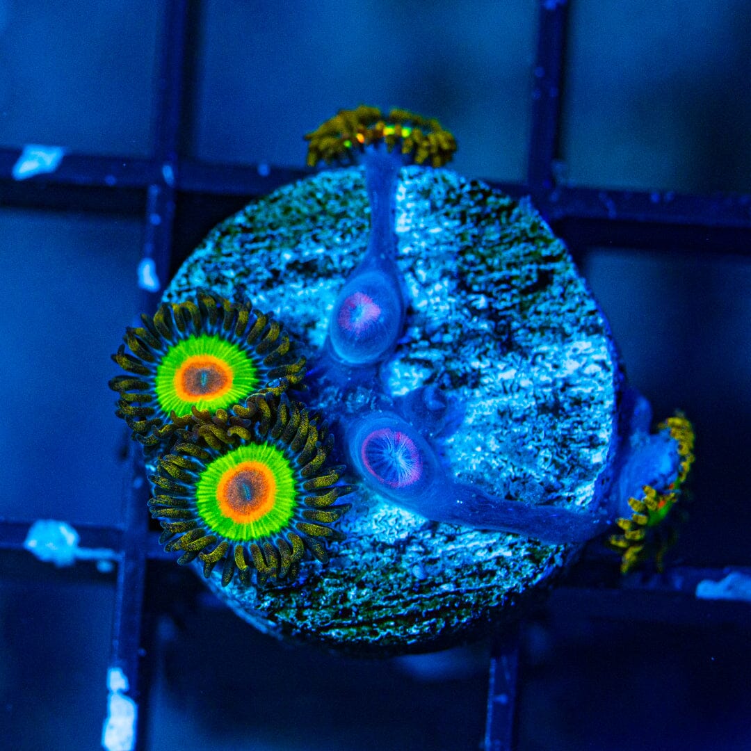 Rasta Zoanthids (WYSIWYG Overgrown Plug) Reef Lounge Norco 