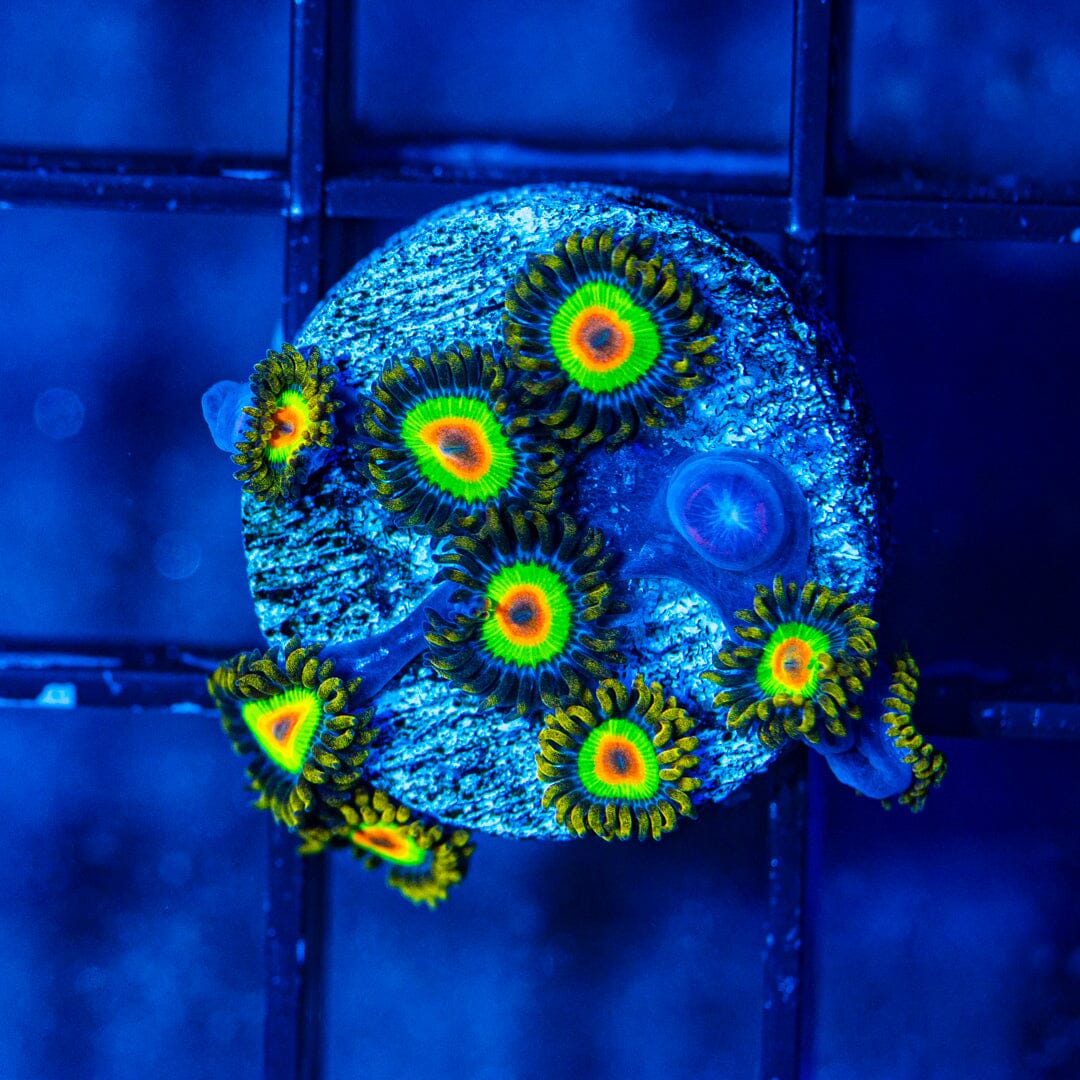 Rasta Zoanthids (WYSIWYG Overgrown Plug) Reef Lounge Norco 