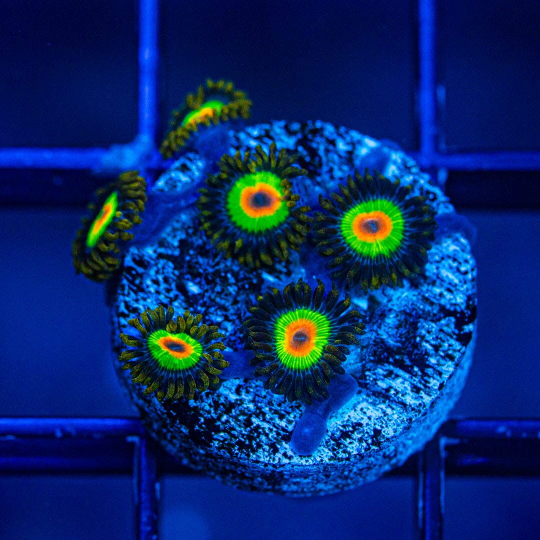 Rasta Zoanthids (WYSIWYG Overgrown Plug) Reef Lounge Norco 