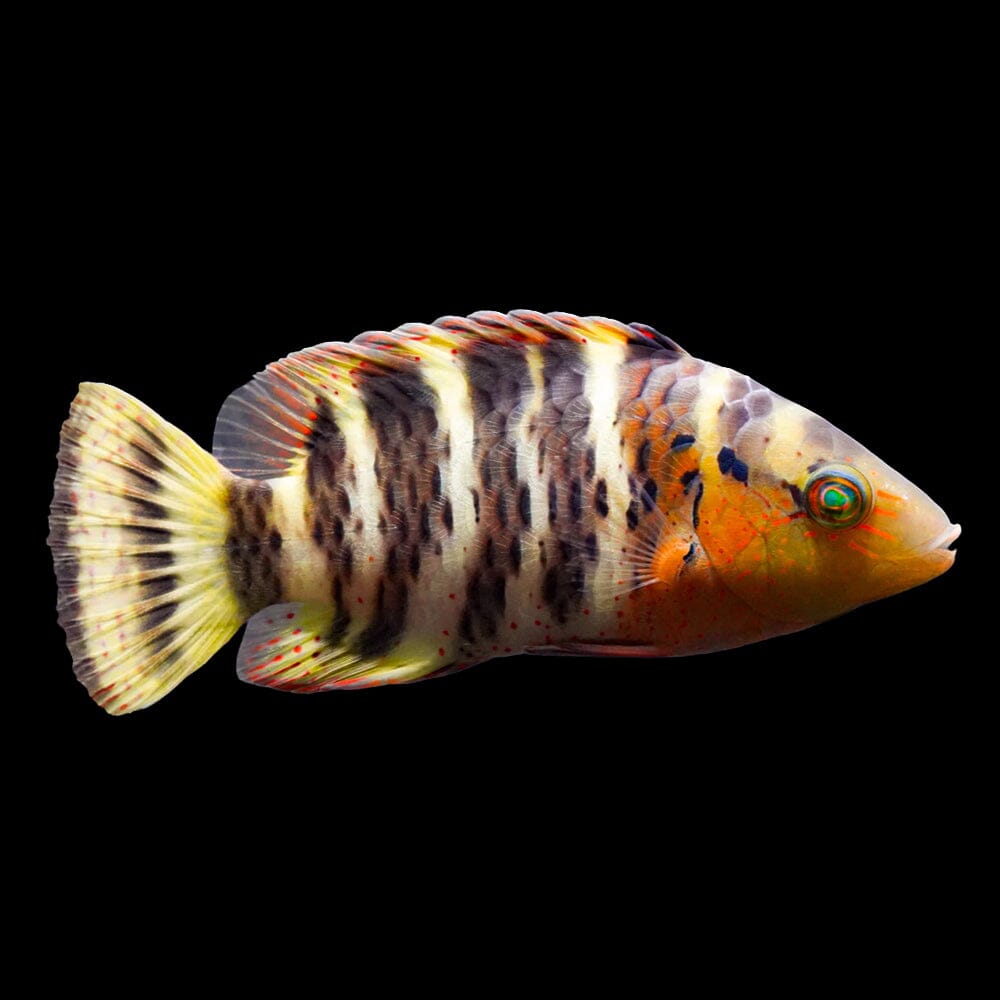 Red Breasted Maori Wrasse Fish Reef Lounge Coral 