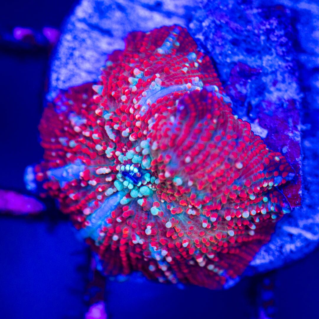 Red Devil Discosoma 4A - WYSIWYG LPS Coral Reef Lounge USA 
