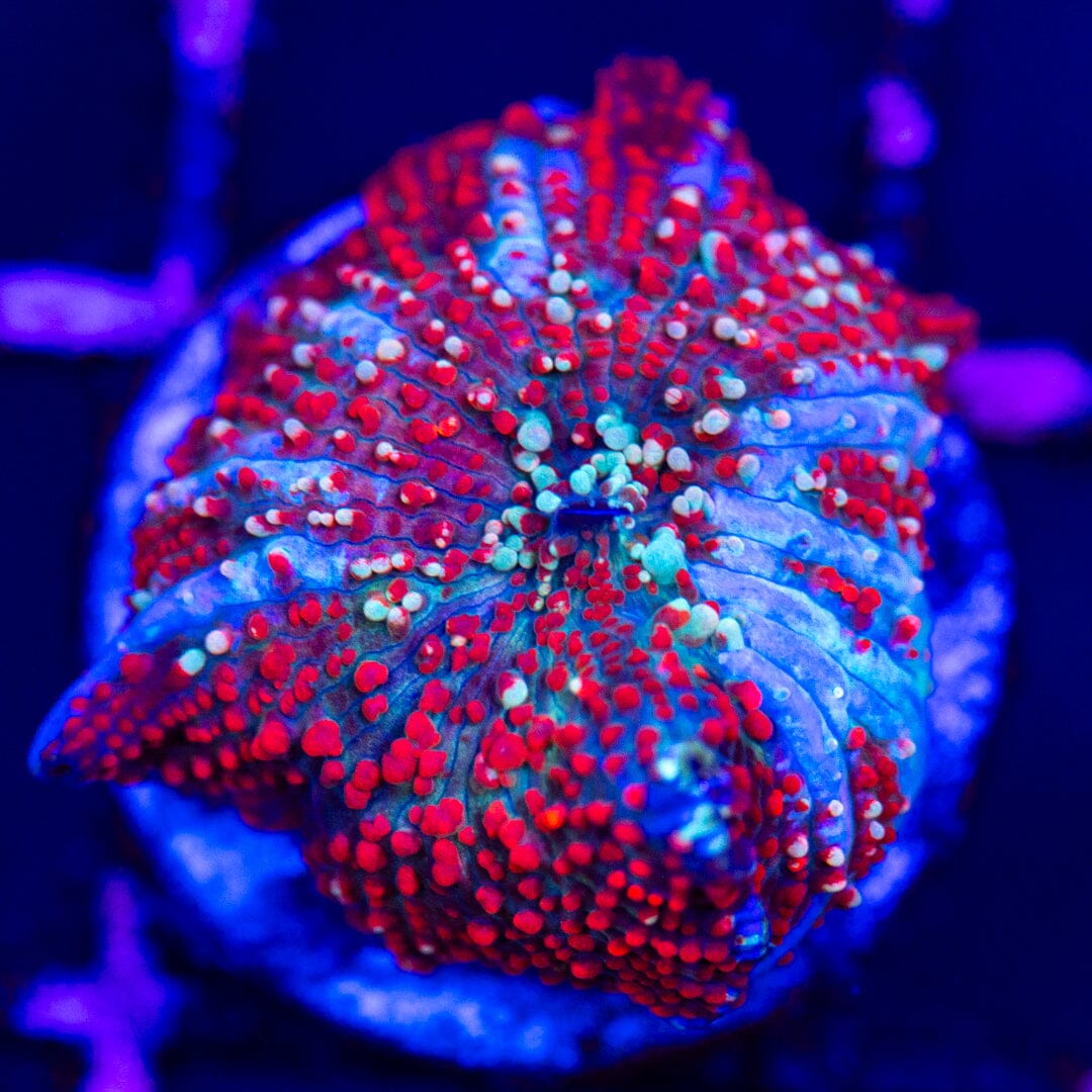 Red Devil Discosoma 6A - WYSIWYG LPS Coral Reef Lounge USA 