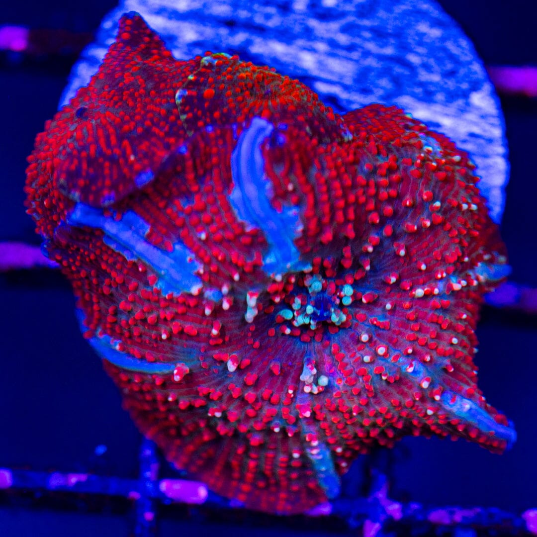 Red Devil Discosoma Mini Colony 5A - WYSIWYG LPS Coral Reef Lounge USA 
