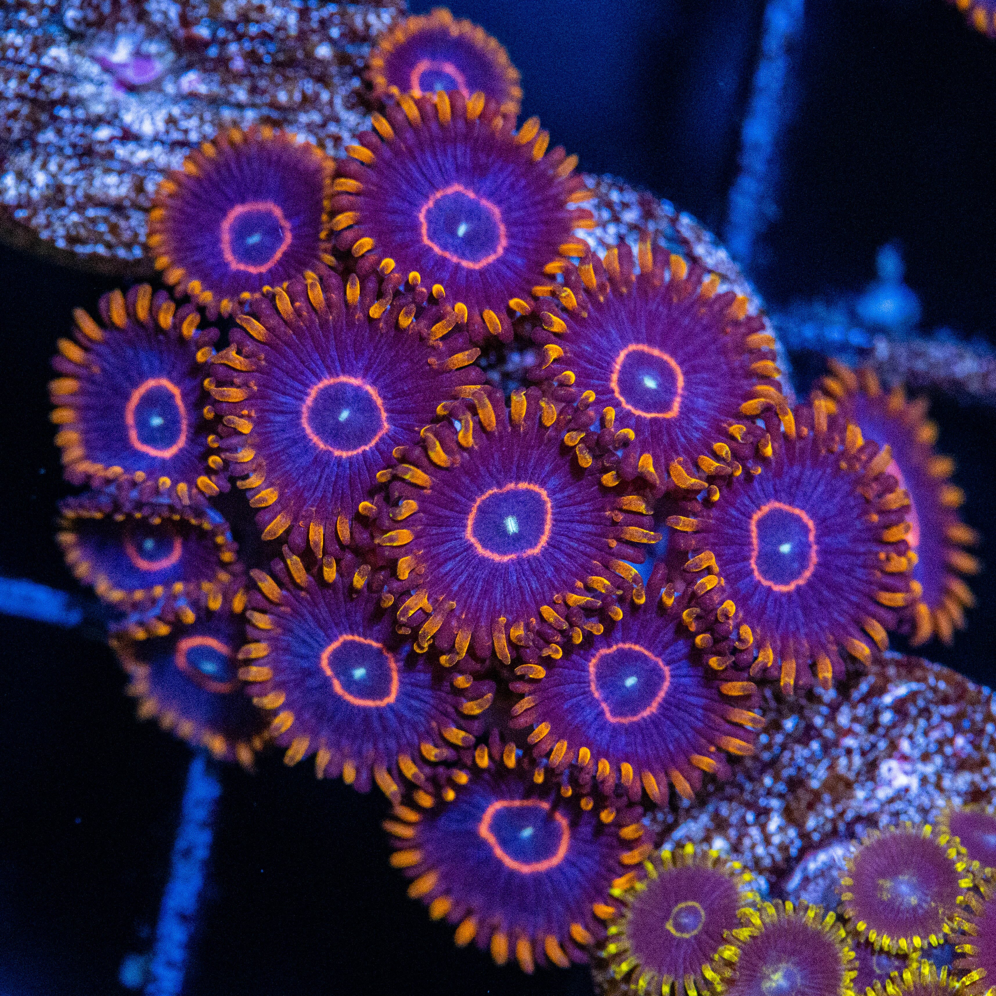 Red Hornet Zoa (overgrown plug) - WYSIWYG Reef Lounge Coral 