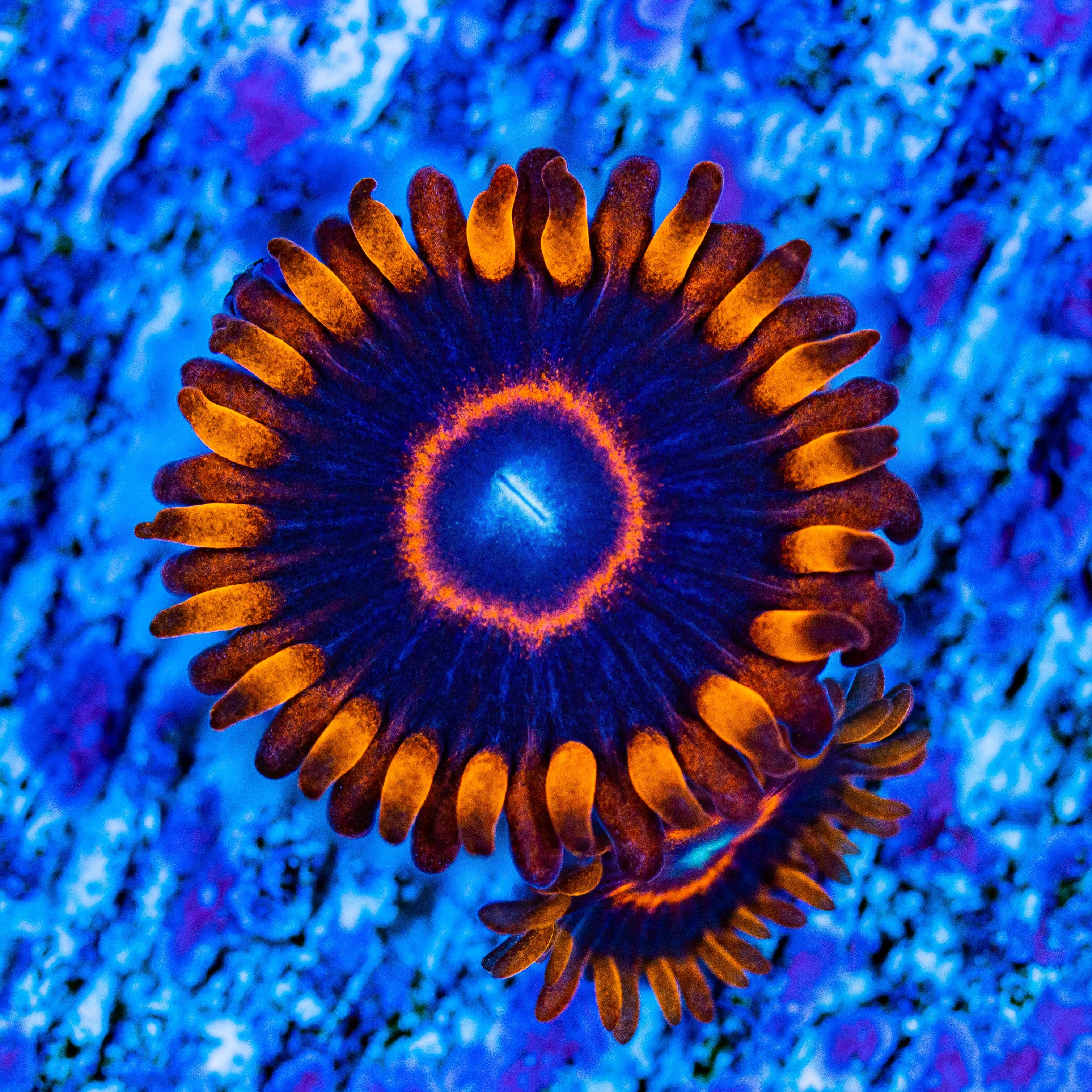 Red Hornet Zoanthids Soft Coral Reef Lounge USA 