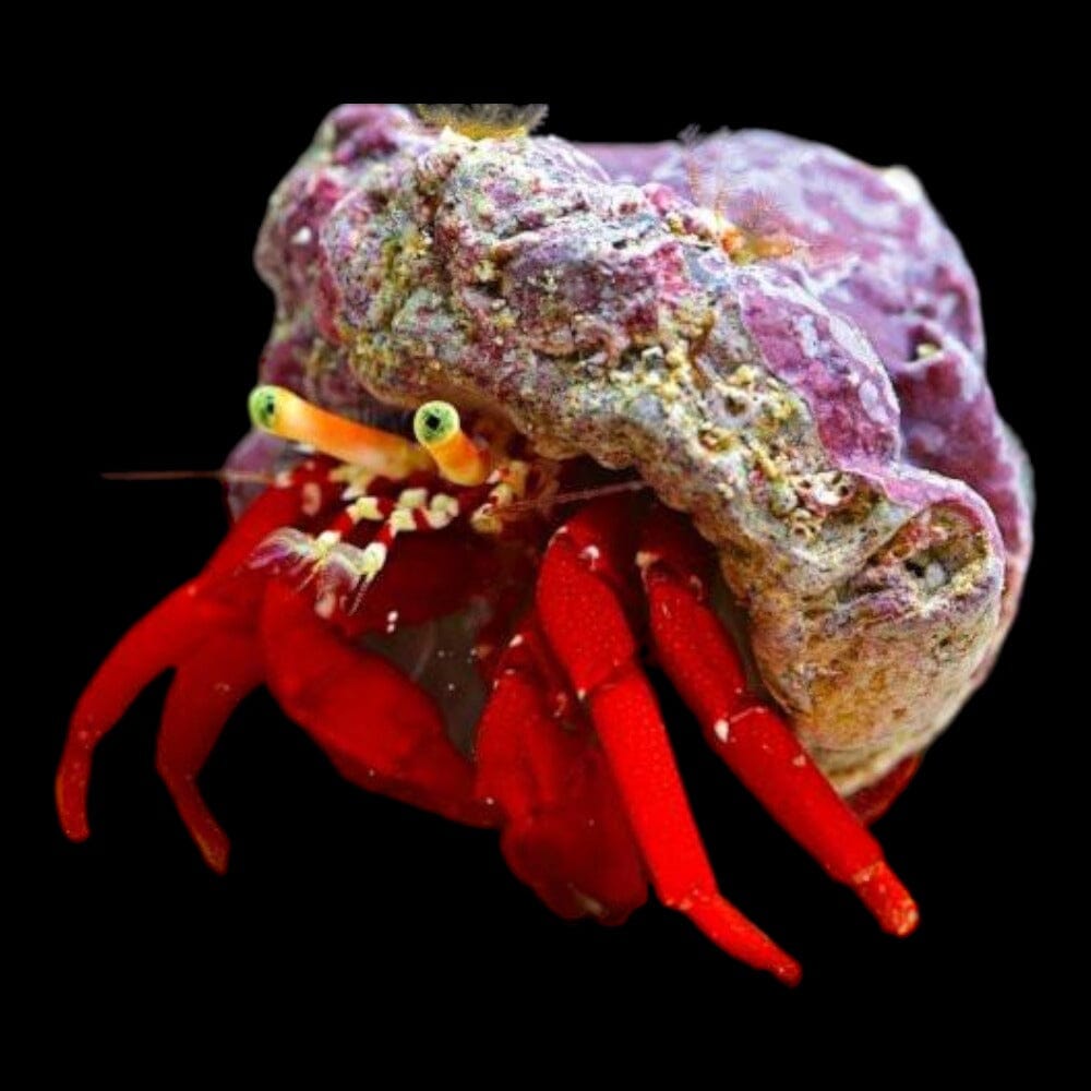 Red Leg Hermit Crab Invertebrate Reef Lounge USA 