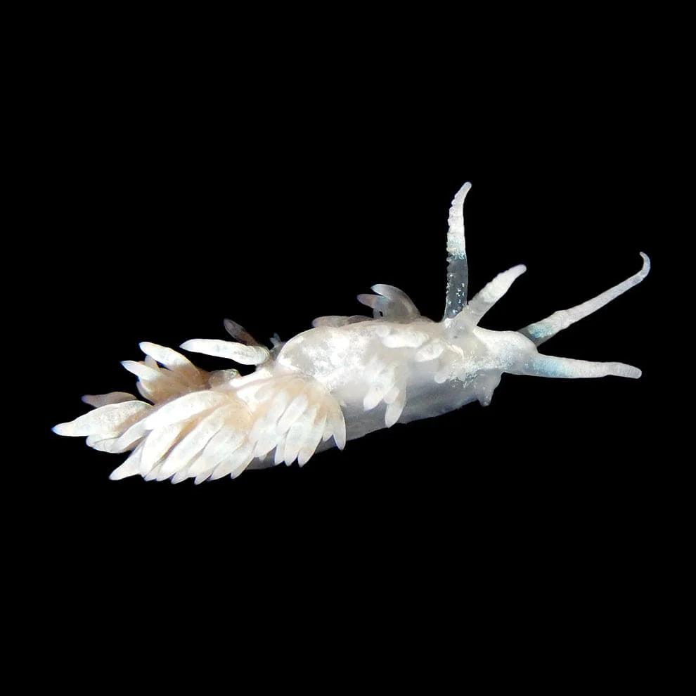 Berghia Nudibranch
