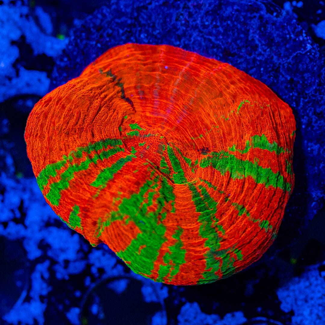 Reverse Bleeding Apple 2A - WYSIWYG Reef Lounge Norco 
