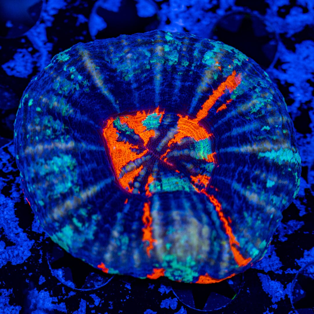 Reverse War Paint Scolymia 6A - WYSIWYG Reef Lounge Norco 