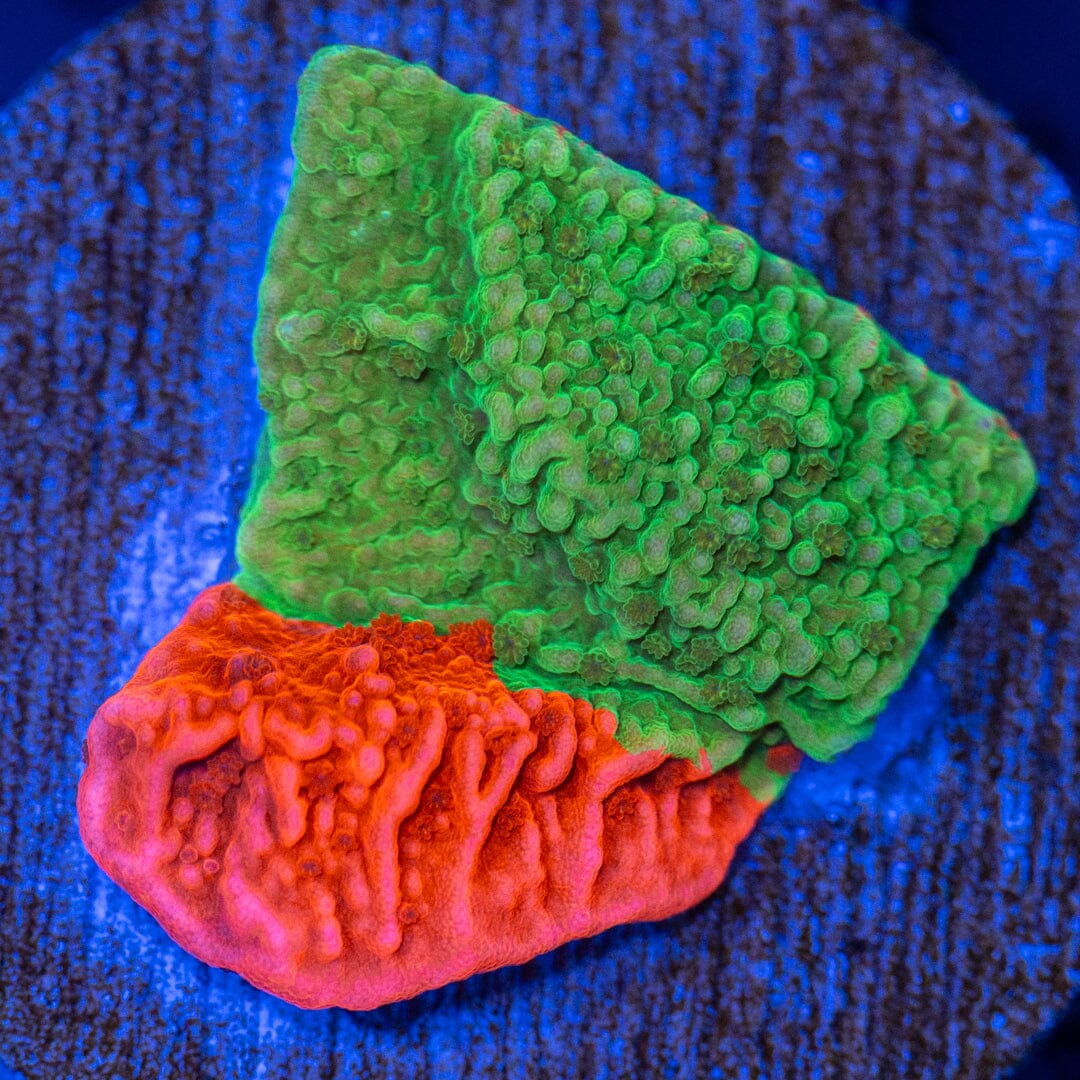 RL 50/50 Monti Cap Reef Lounge Coral 